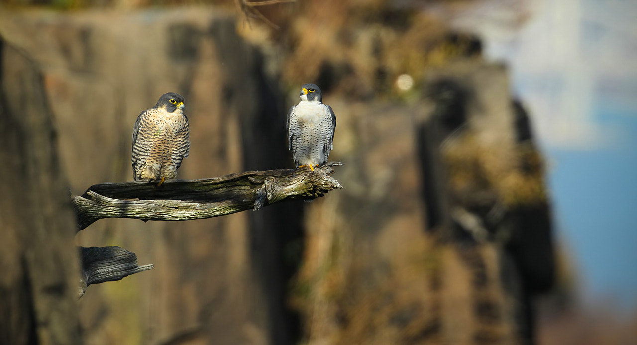 Canon EOS-1D Mark IV sample photo. Mr. & mrs. peregrine falcon photography