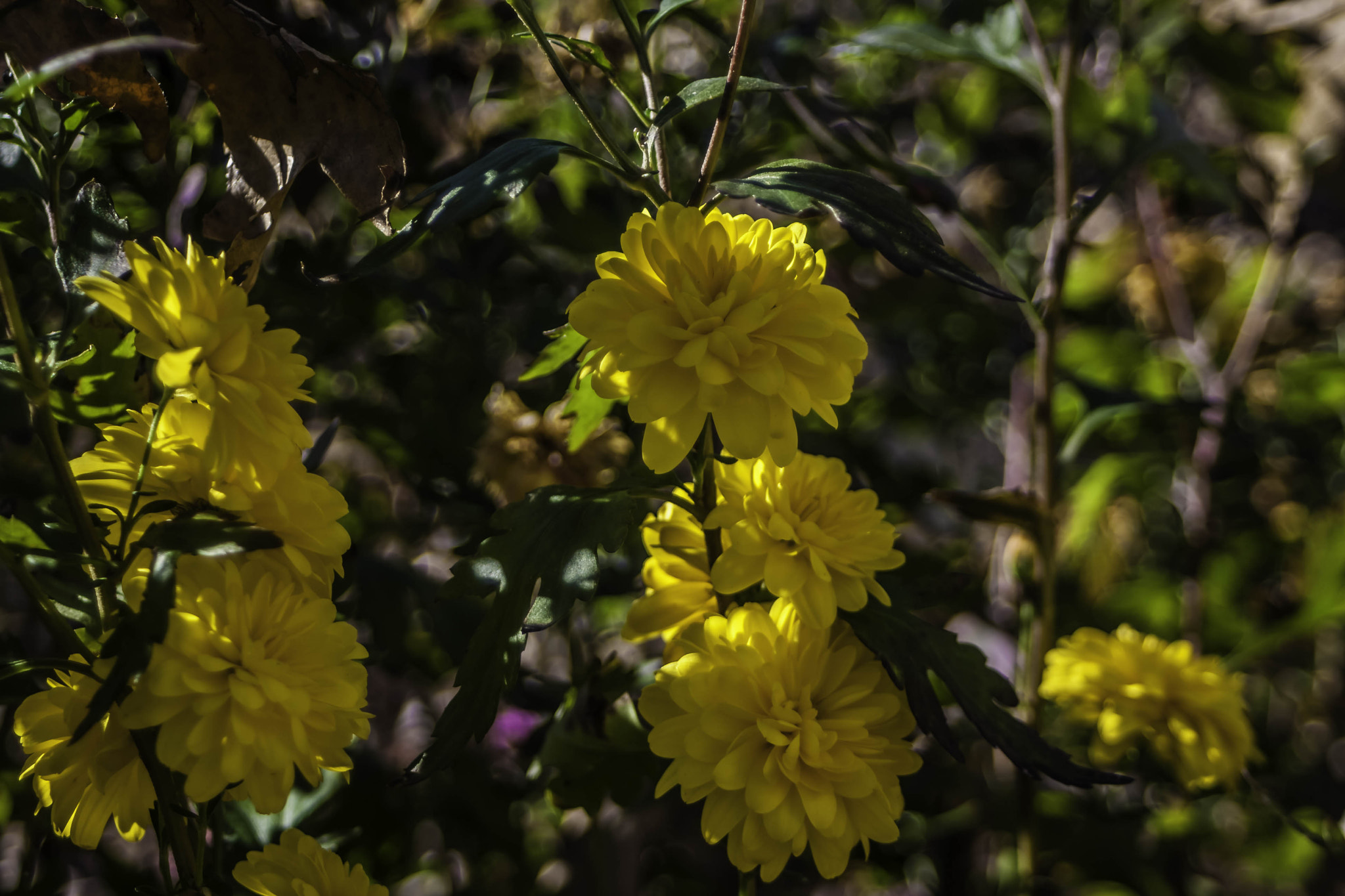 Canon EF 28-80mm f/3.5-5.6 sample photo. Yellow mums photography