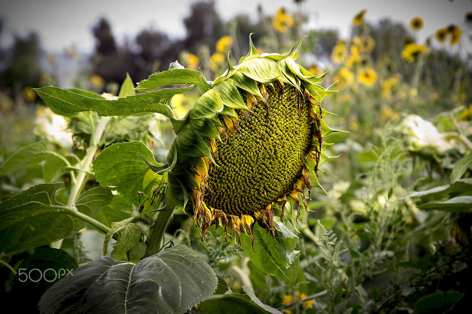 Canon EOS 600D (Rebel EOS T3i / EOS Kiss X5) sample photo. Girasol photography