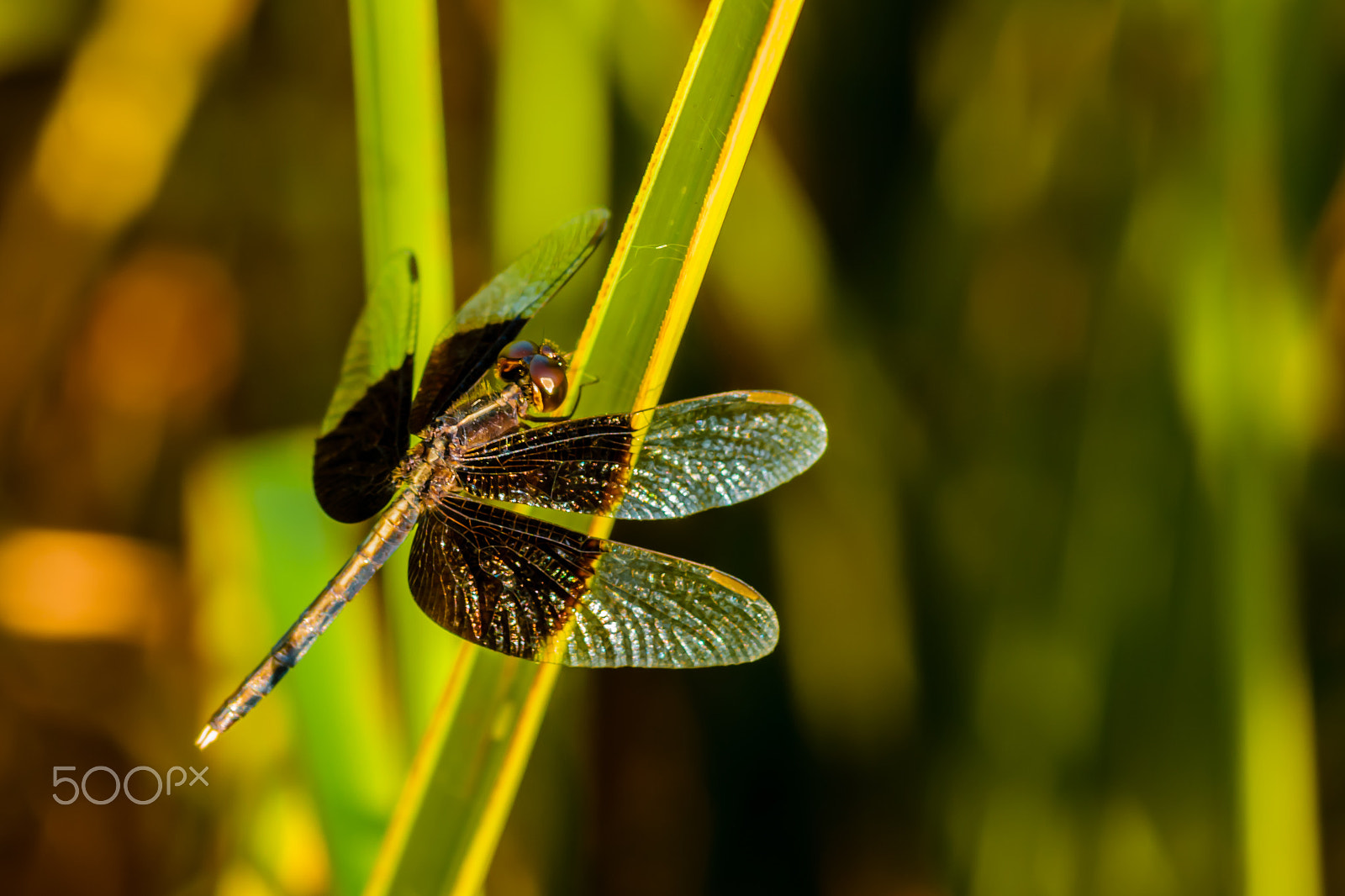 Sony SLT-A77 + Sigma 30mm F1.4 EX DC HSM sample photo. Dragonfly photography