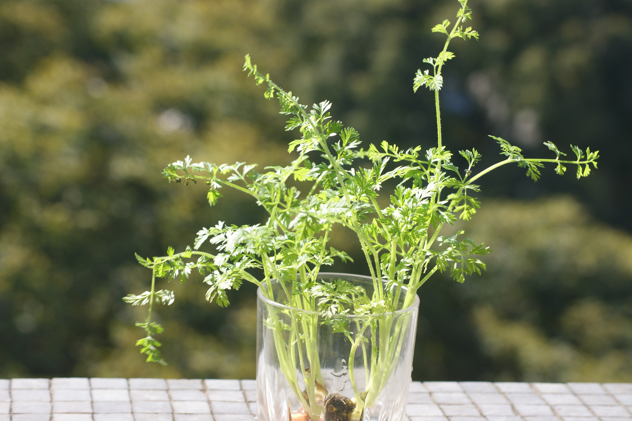 Sony Alpha DSLR-A390 sample photo. My carrot plant 2 photography