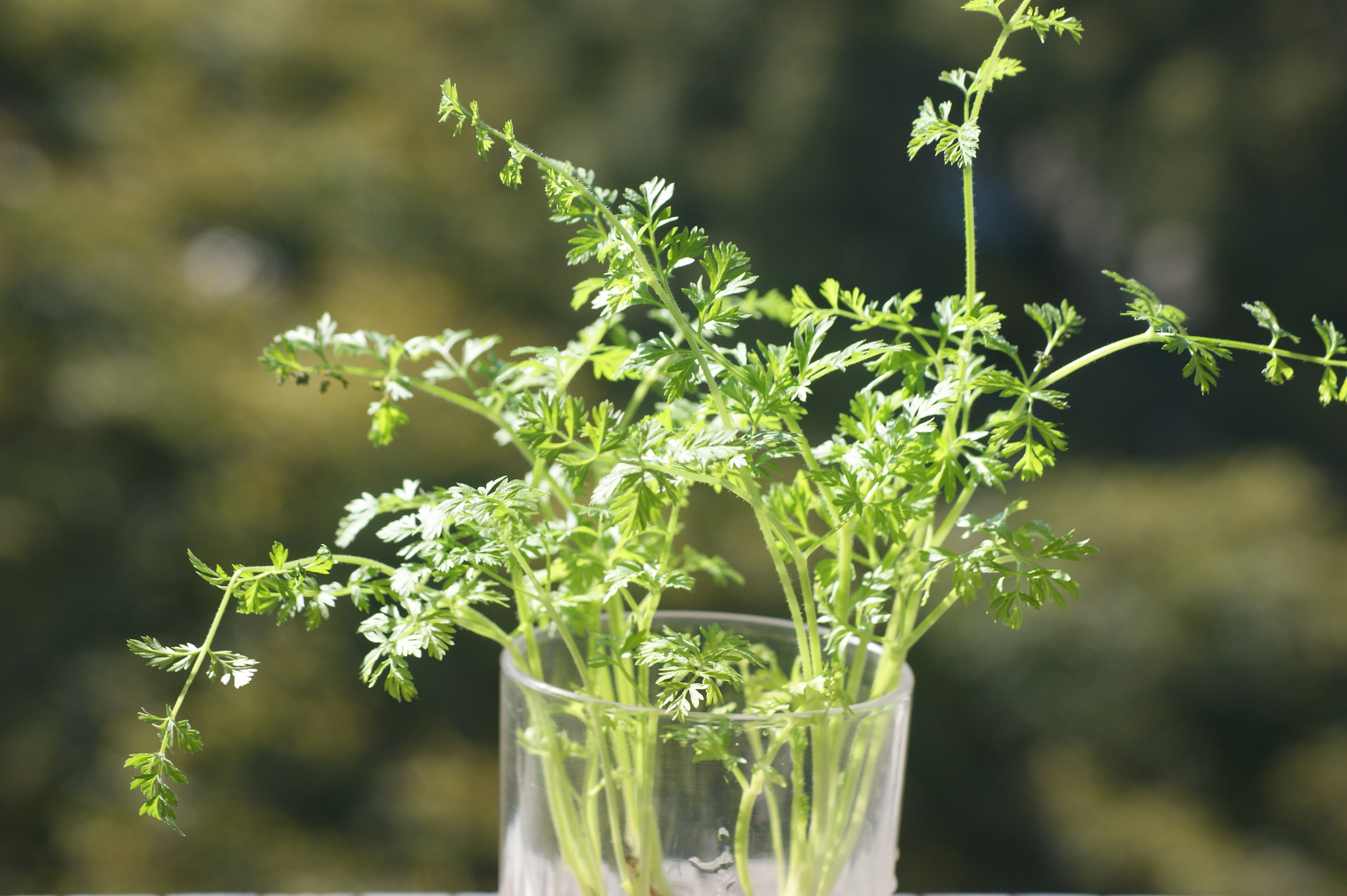 Sony Alpha DSLR-A390 + Sony DT 55-200mm F4-5.6 SAM sample photo. My carrot plant 1 photography