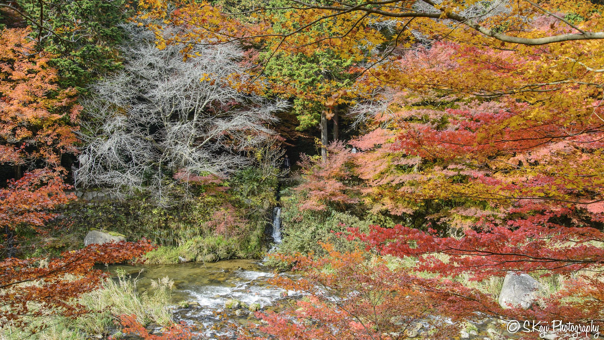 Nikon Df sample photo. Autumn leaves on the waterside photography