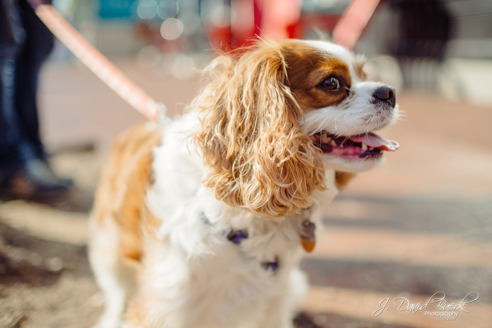 Canon EOS-1D X + Canon EF 35mm F1.4L USM sample photo. Brave enough: fall of 2016 photography