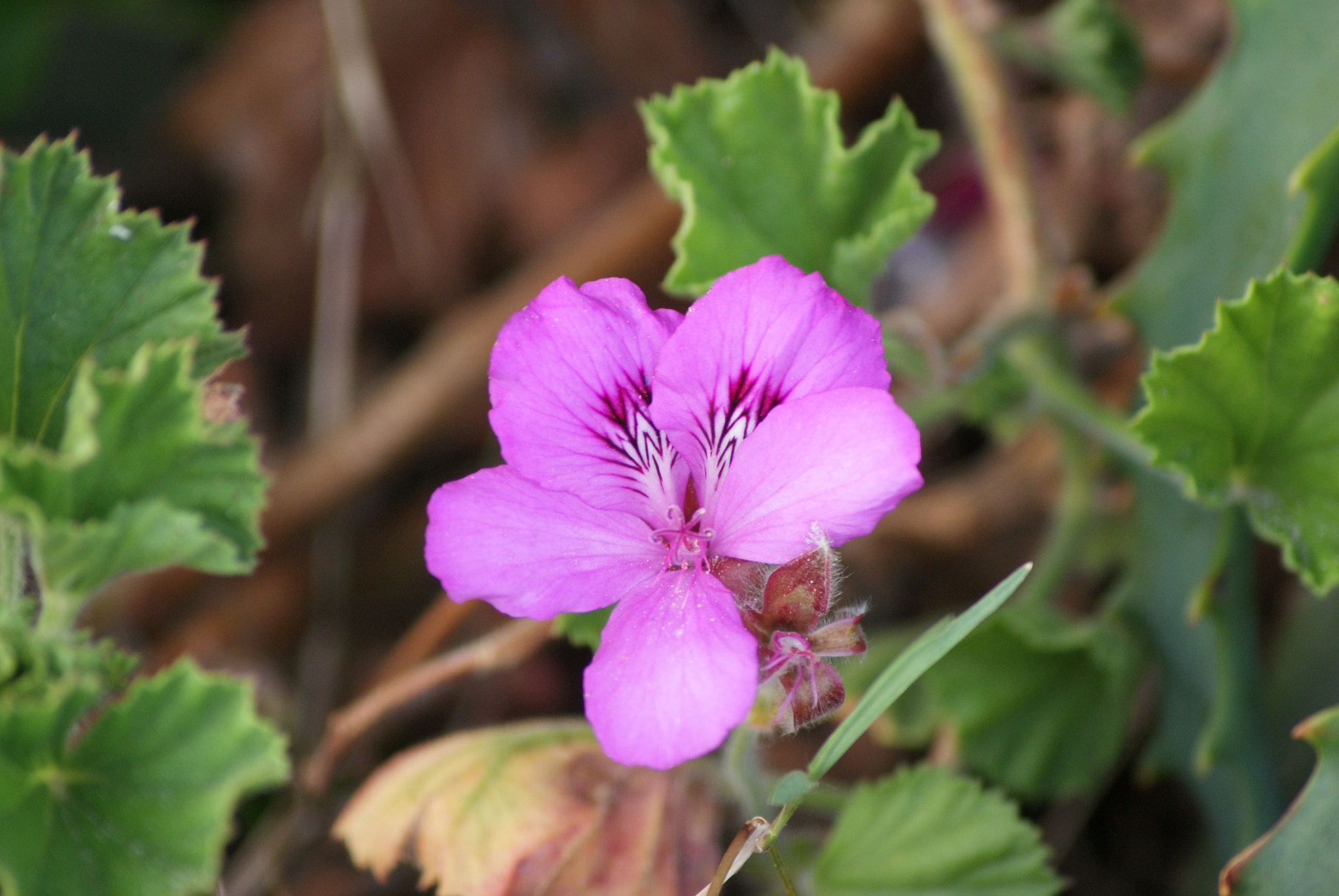 Sony Alpha DSLR-A300 + Sony DT 55-200mm F4-5.6 SAM sample photo. Geranium 1 photography