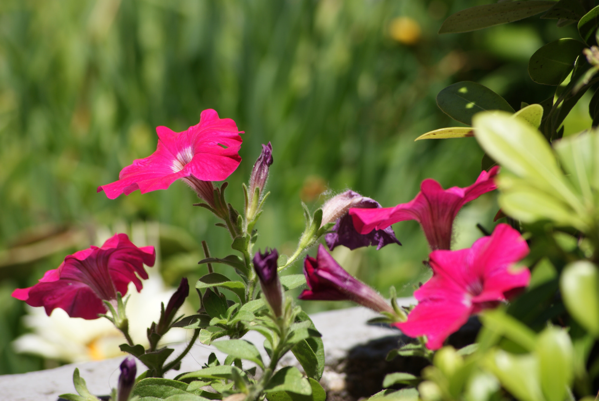 Sony Alpha DSLR-A300 + Sony DT 55-200mm F4-5.6 SAM sample photo. Petunias photography