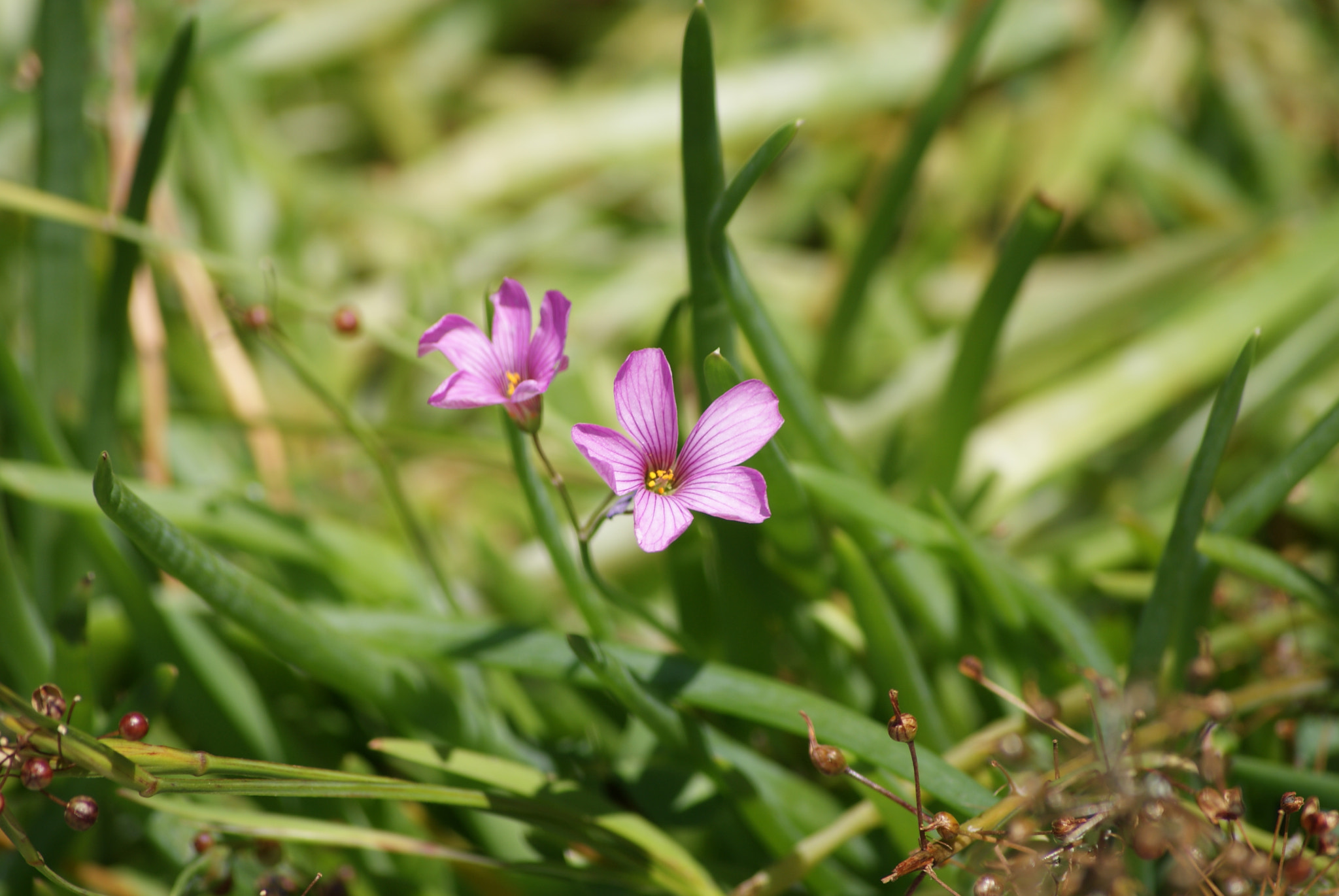 Sony Alpha DSLR-A300 + Sony DT 55-200mm F4-5.6 SAM sample photo. Oxalis debilis photography
