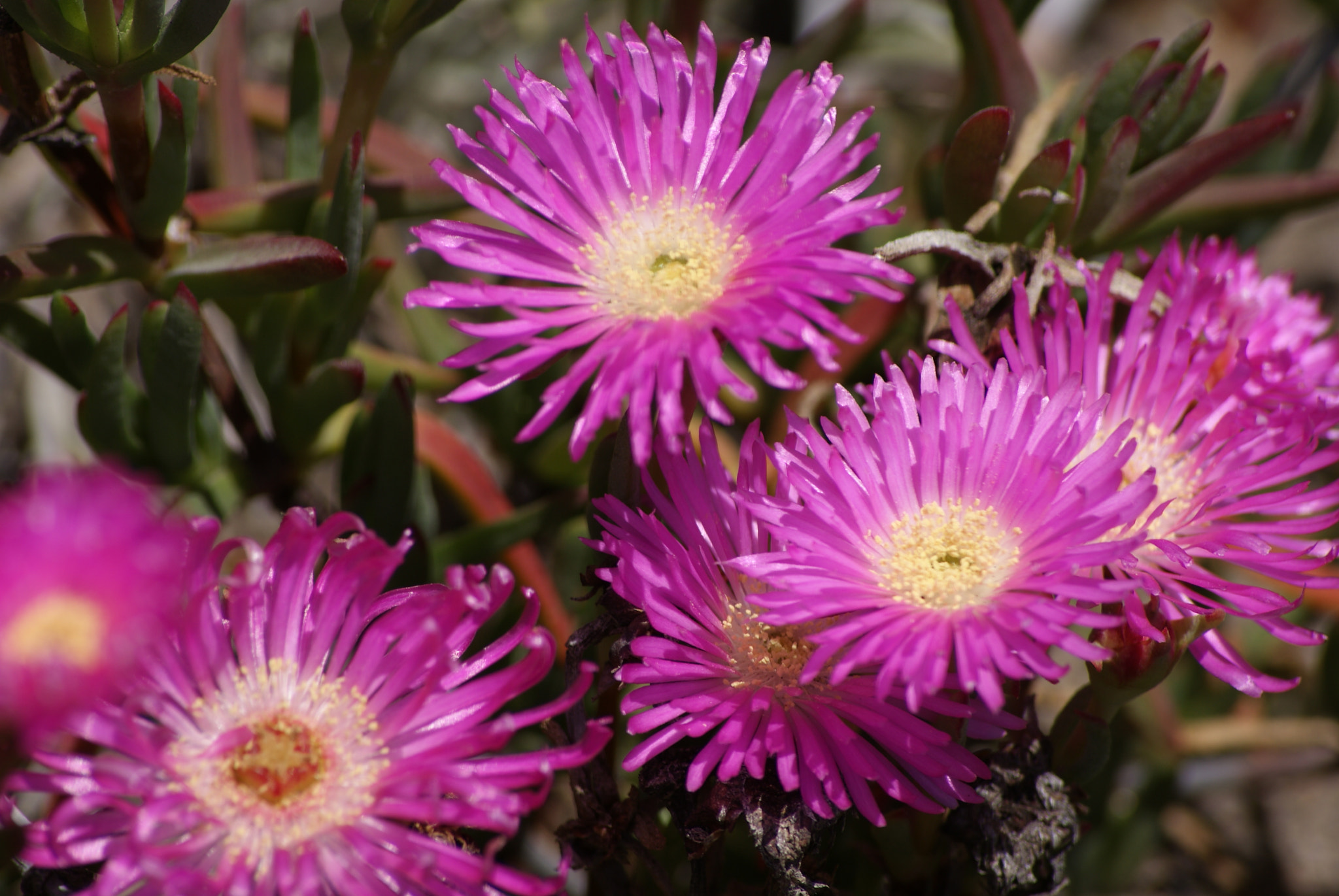 Sony Alpha DSLR-A300 + Sony DT 55-200mm F4-5.6 SAM sample photo. Siemprevivas 1 photography