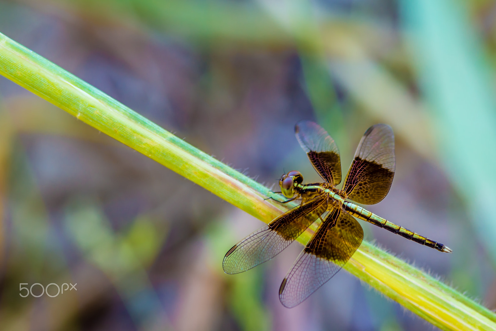 Sony SLT-A77 sample photo. Dragonfly photography