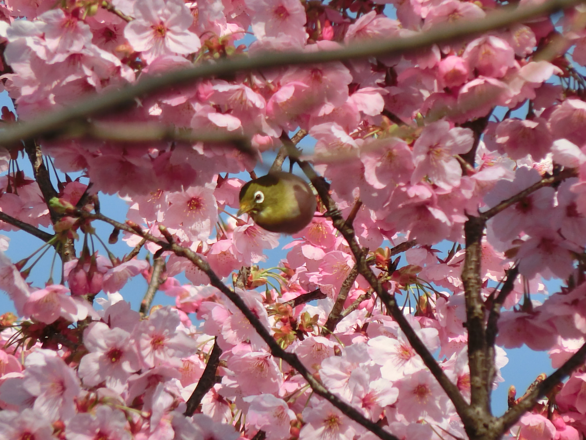 CASIO EX-ZR850 sample photo. () photography