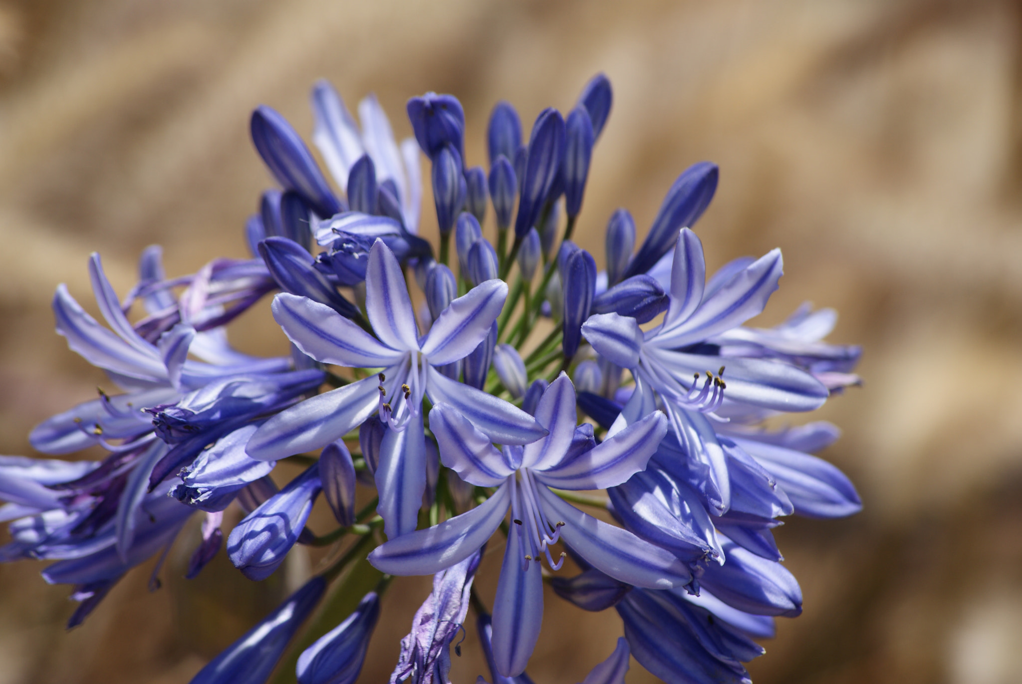 Sony Alpha DSLR-A300 + Sony DT 55-200mm F4-5.6 SAM sample photo. Agapanthus photography