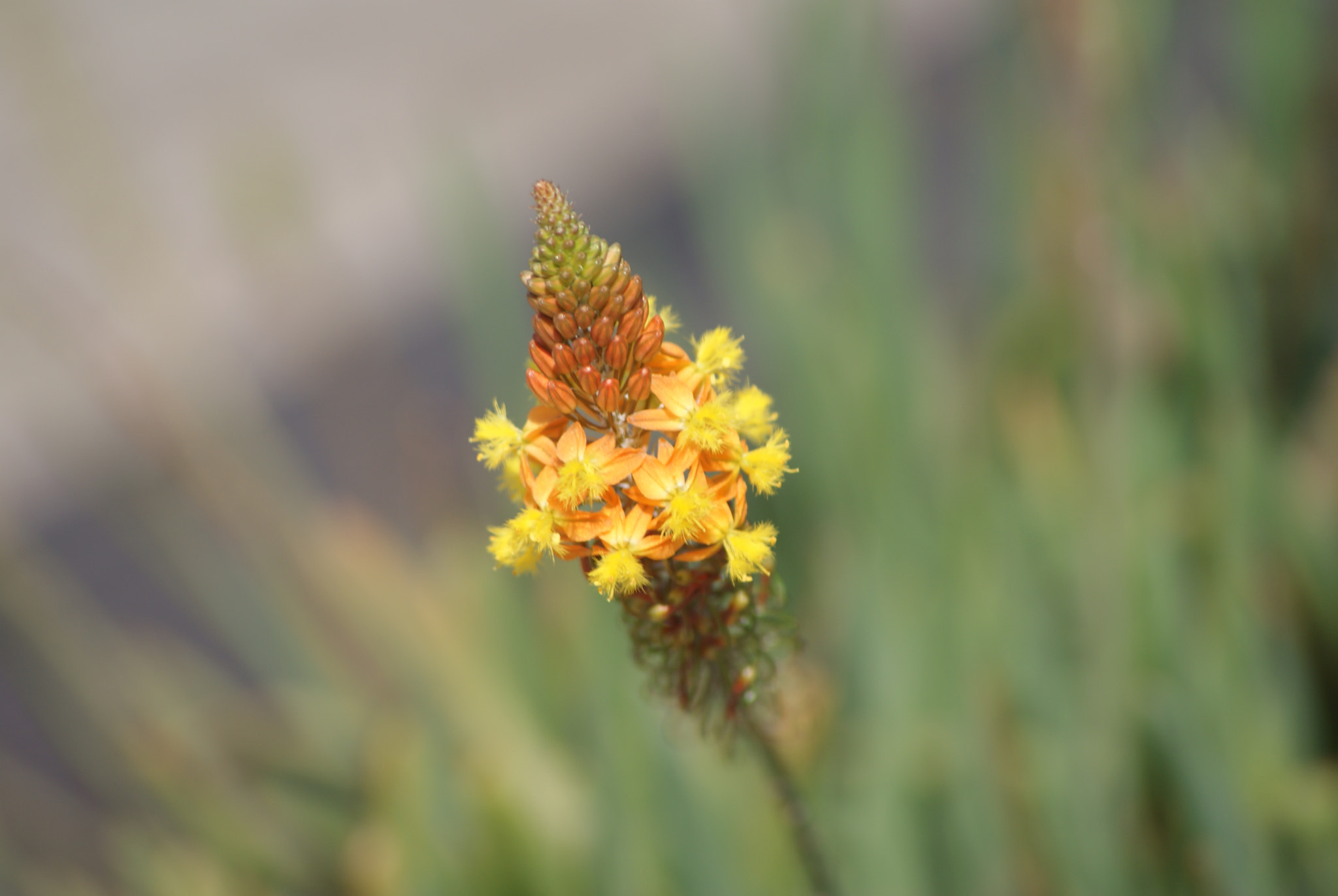 Sony Alpha DSLR-A300 + Sony DT 55-200mm F4-5.6 SAM sample photo. The complexity of simplicity photography