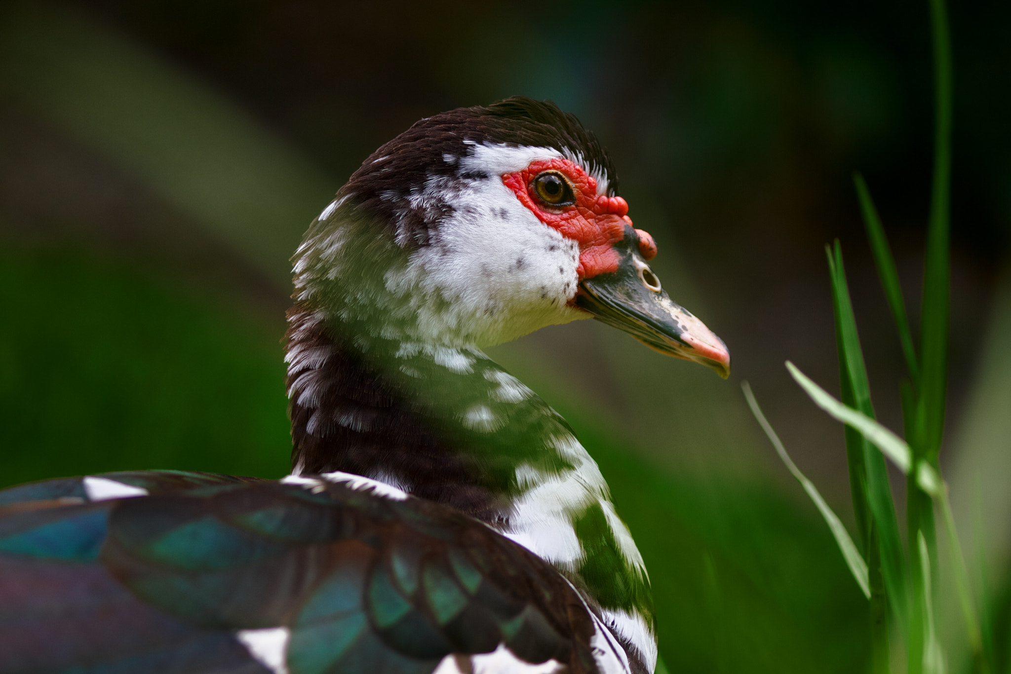 Canon EOS 7D + Canon EF 100mm F2.8 Macro USM sample photo. Just ducky photography