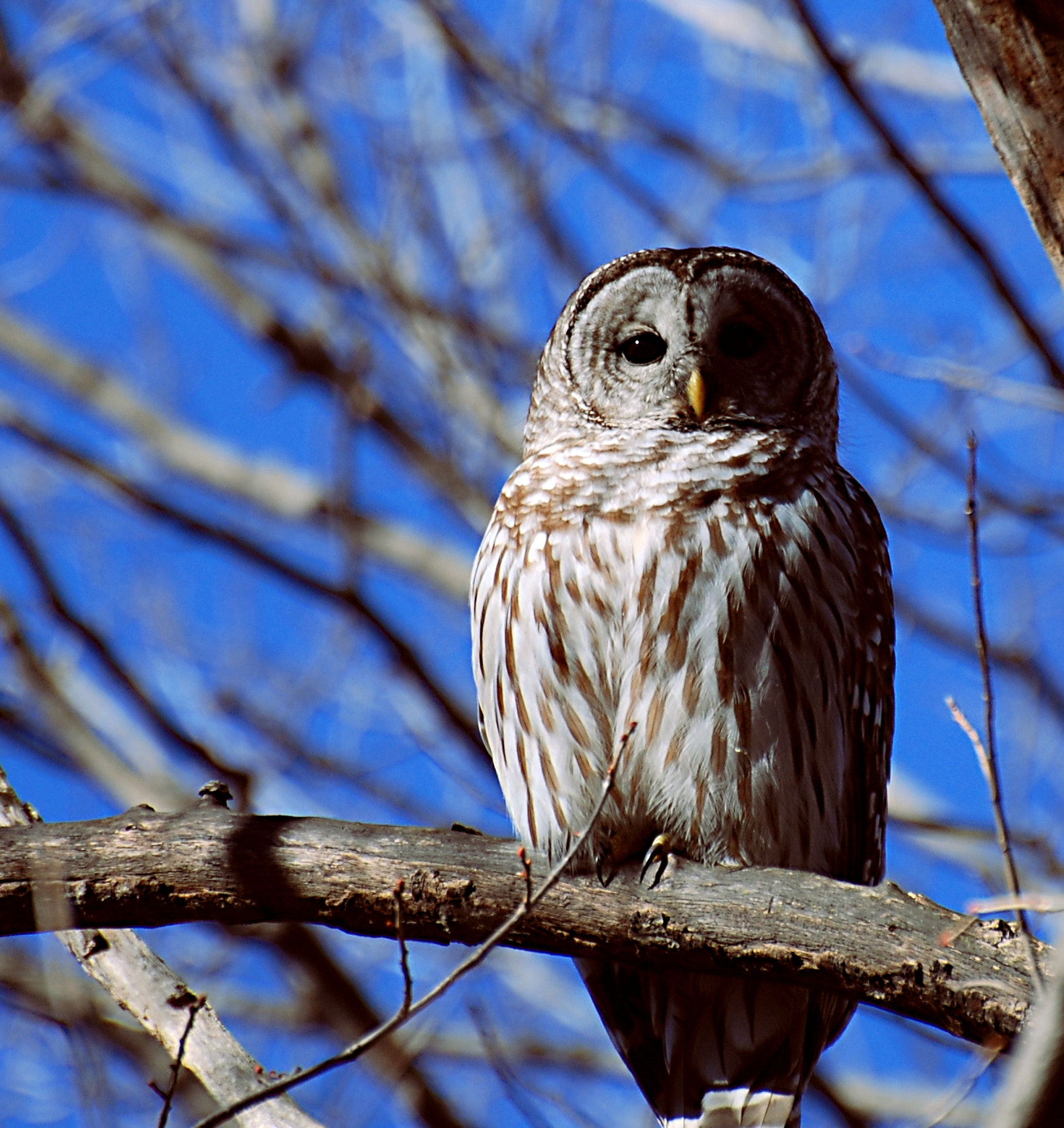 Nikon D80 sample photo. Barred owl in leafless trees photography