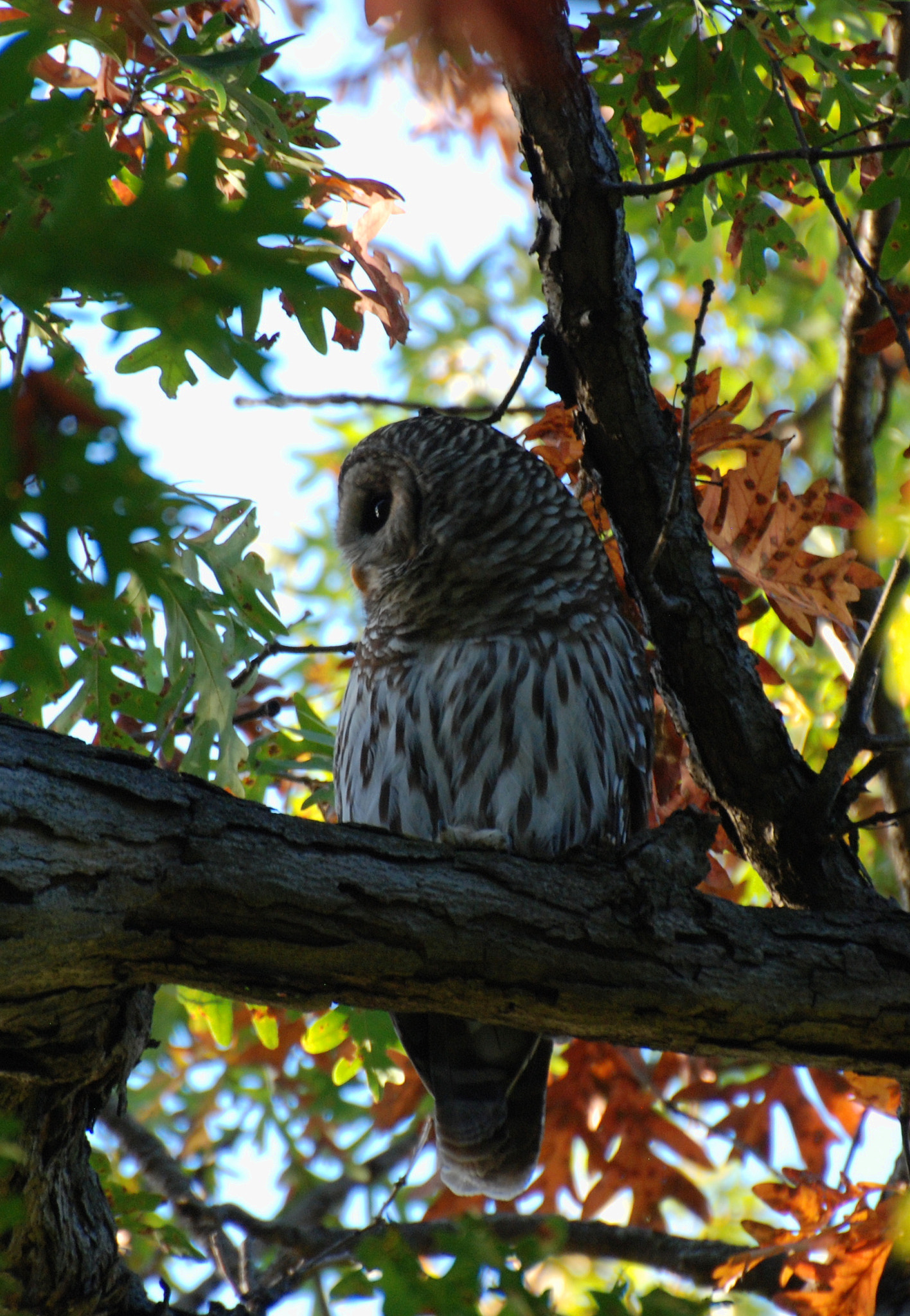 Nikon D80 sample photo. Barred owl with autumn leaves photography