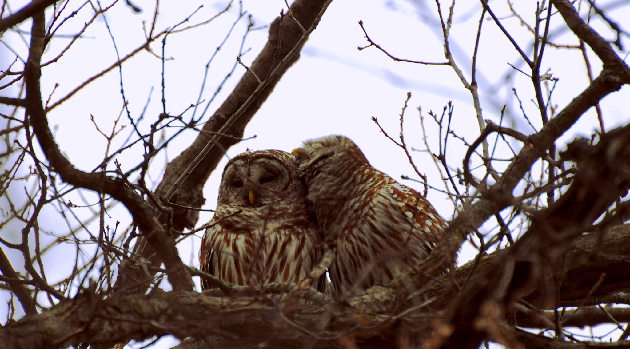 Nikon D80 sample photo. Barred owls cuddling photography
