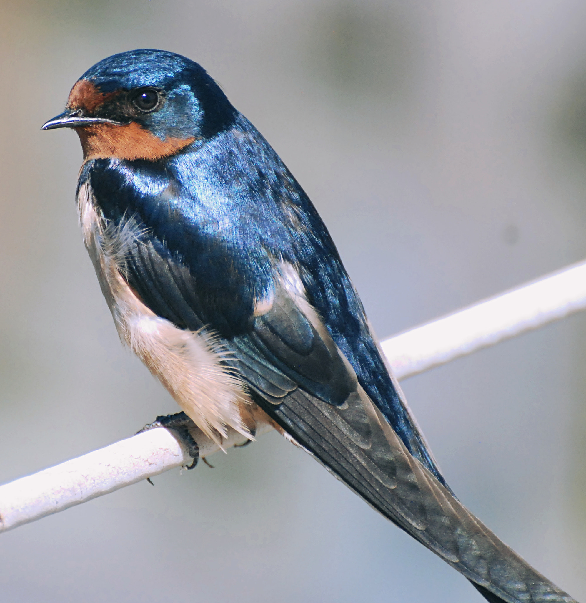Nikon D80 sample photo. Close up swallow on line photography