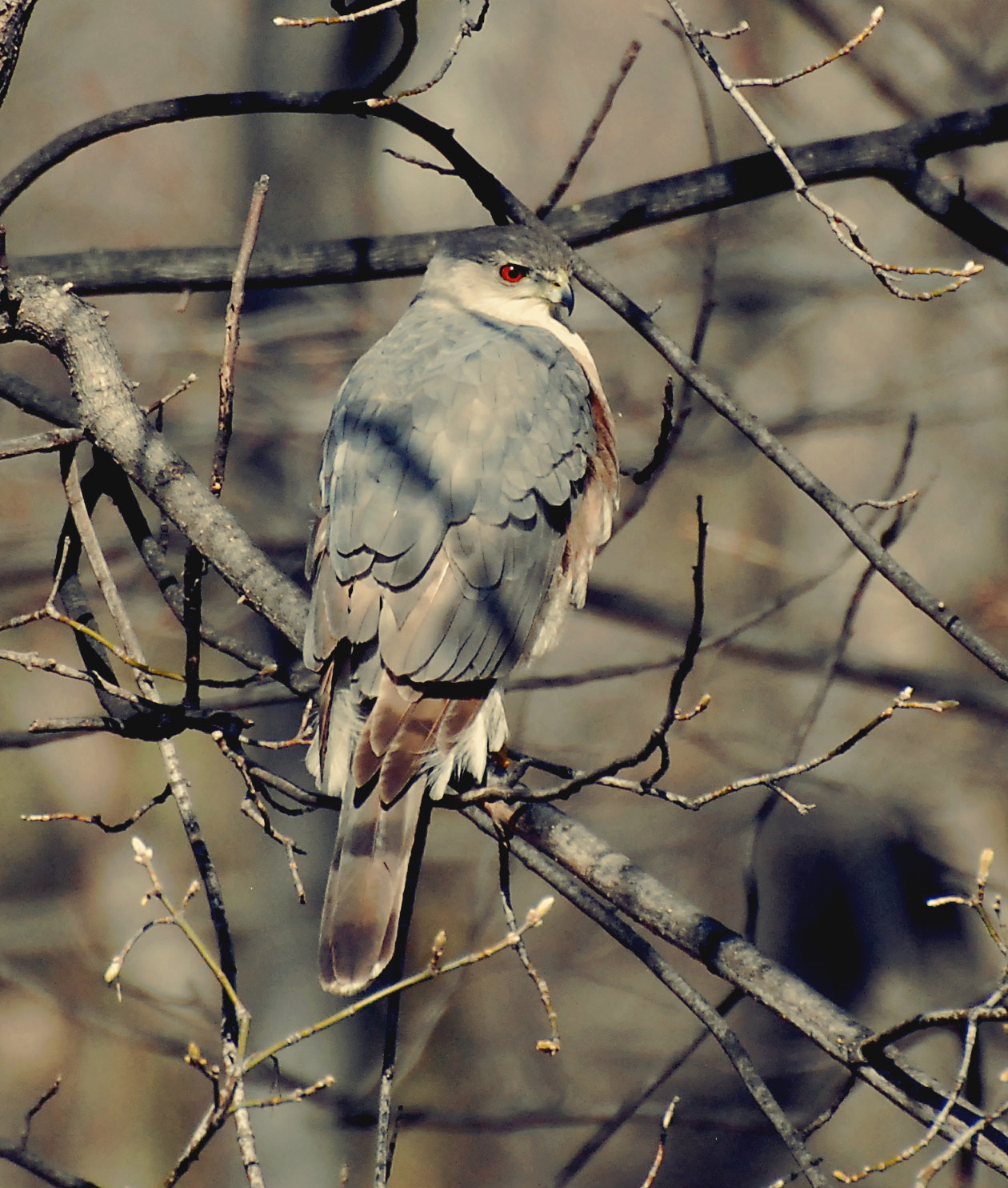 Nikon D80 sample photo. Cooper's hawk looking over shoulder photography