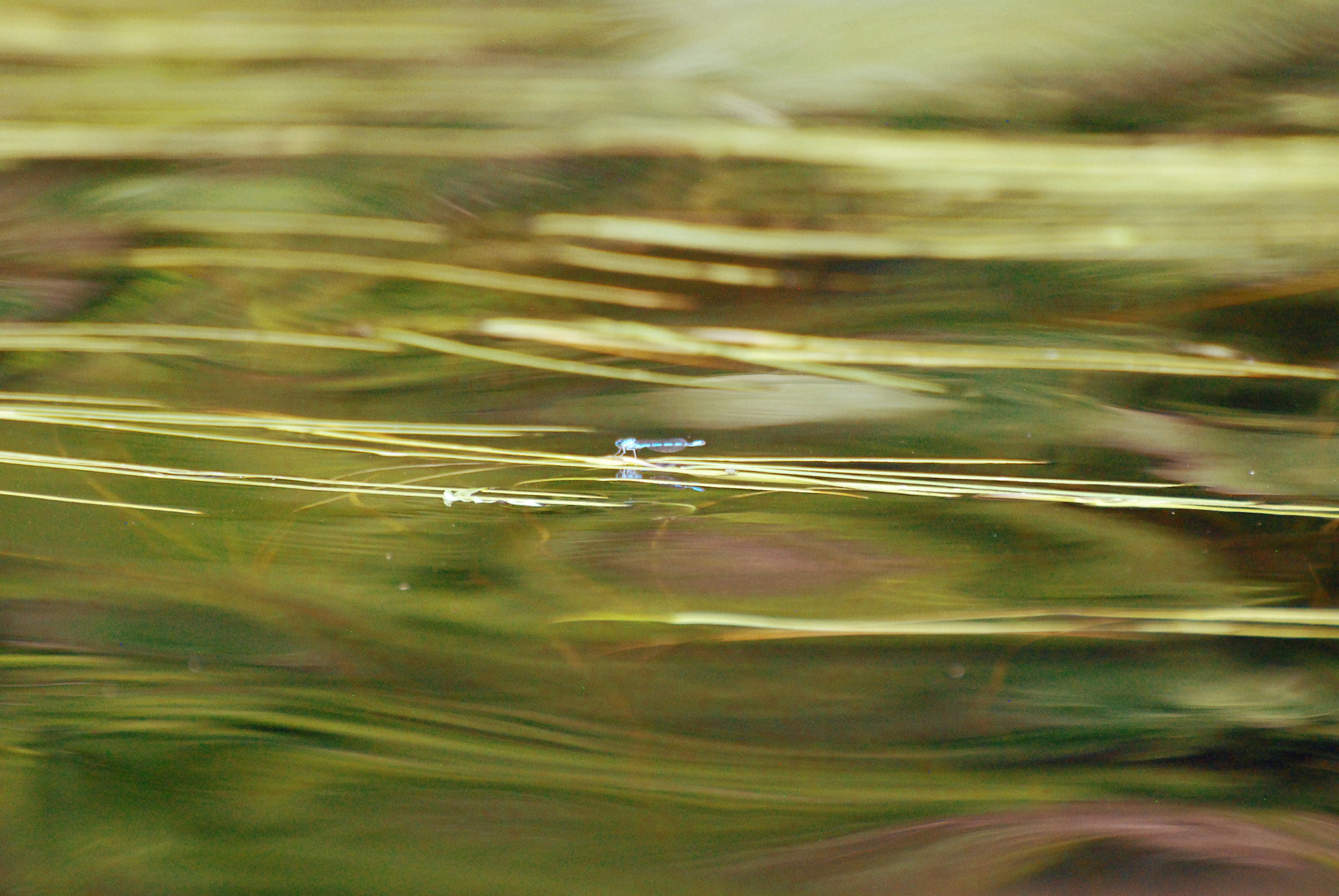 Nikon D80 sample photo. Damselfly on waterborne grass photography