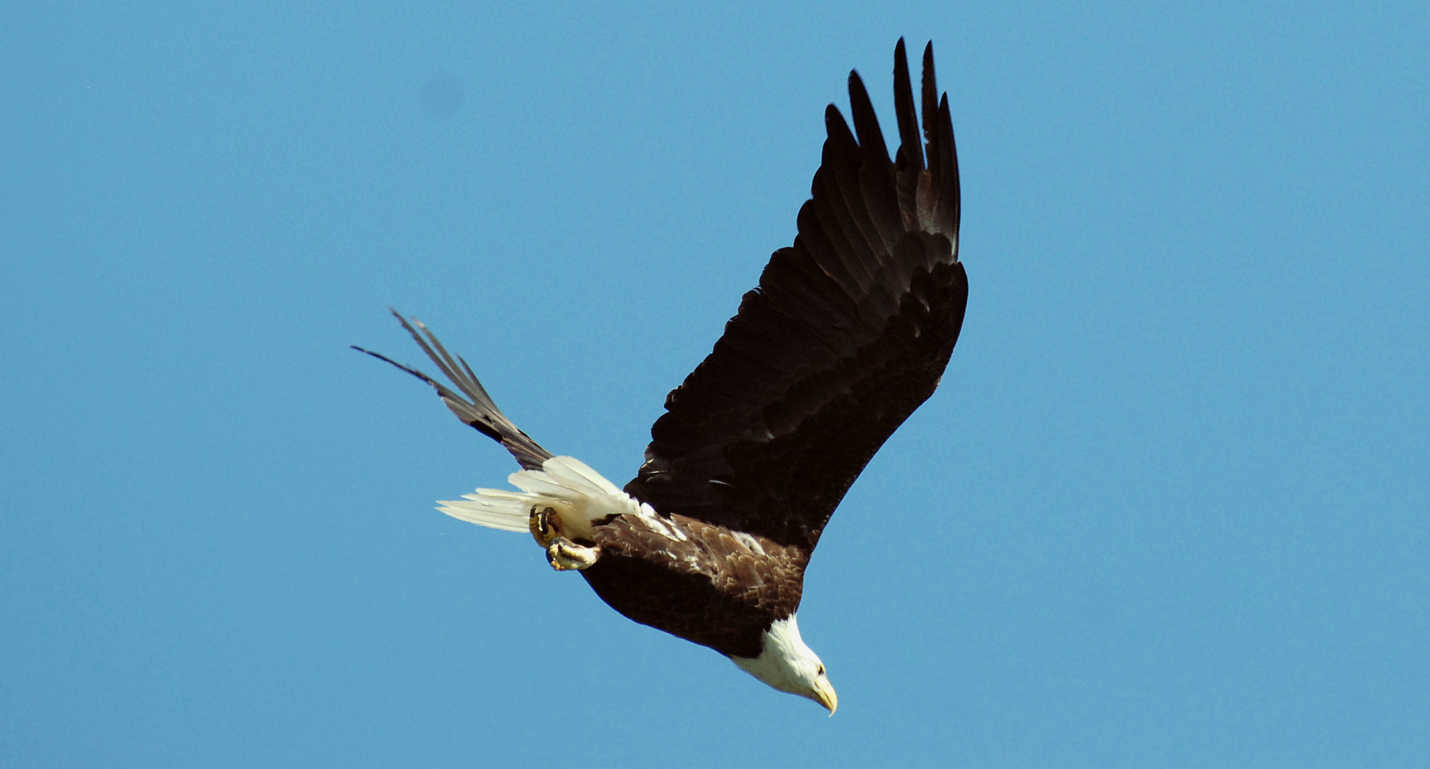 Nikon D80 sample photo. Eagle flying overhead photography