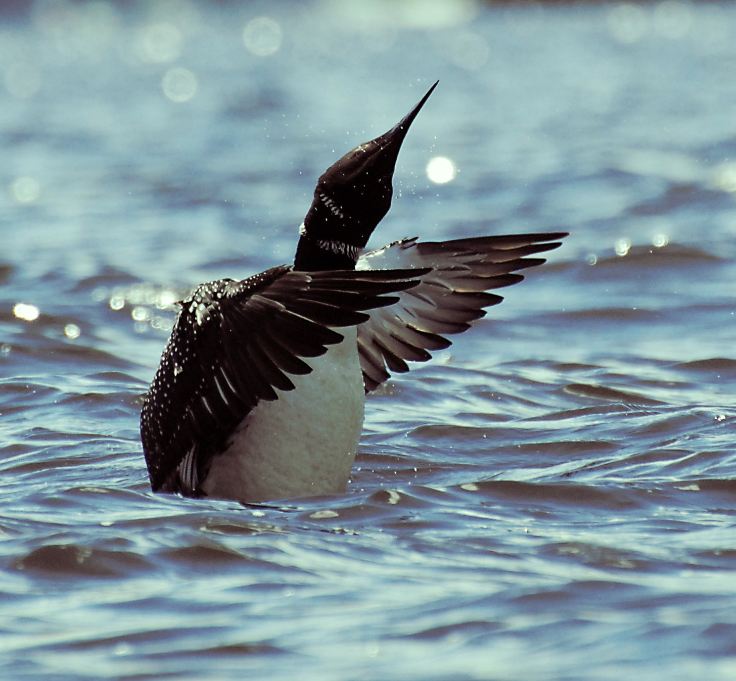 Nikon D80 sample photo. Loon shaking off the water photography