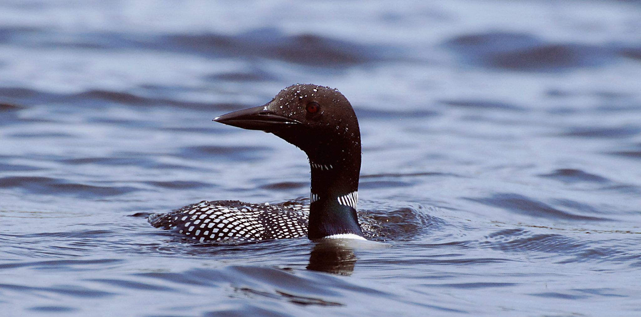 Nikon D80 sample photo. Loon with water droplets and visible eye photography