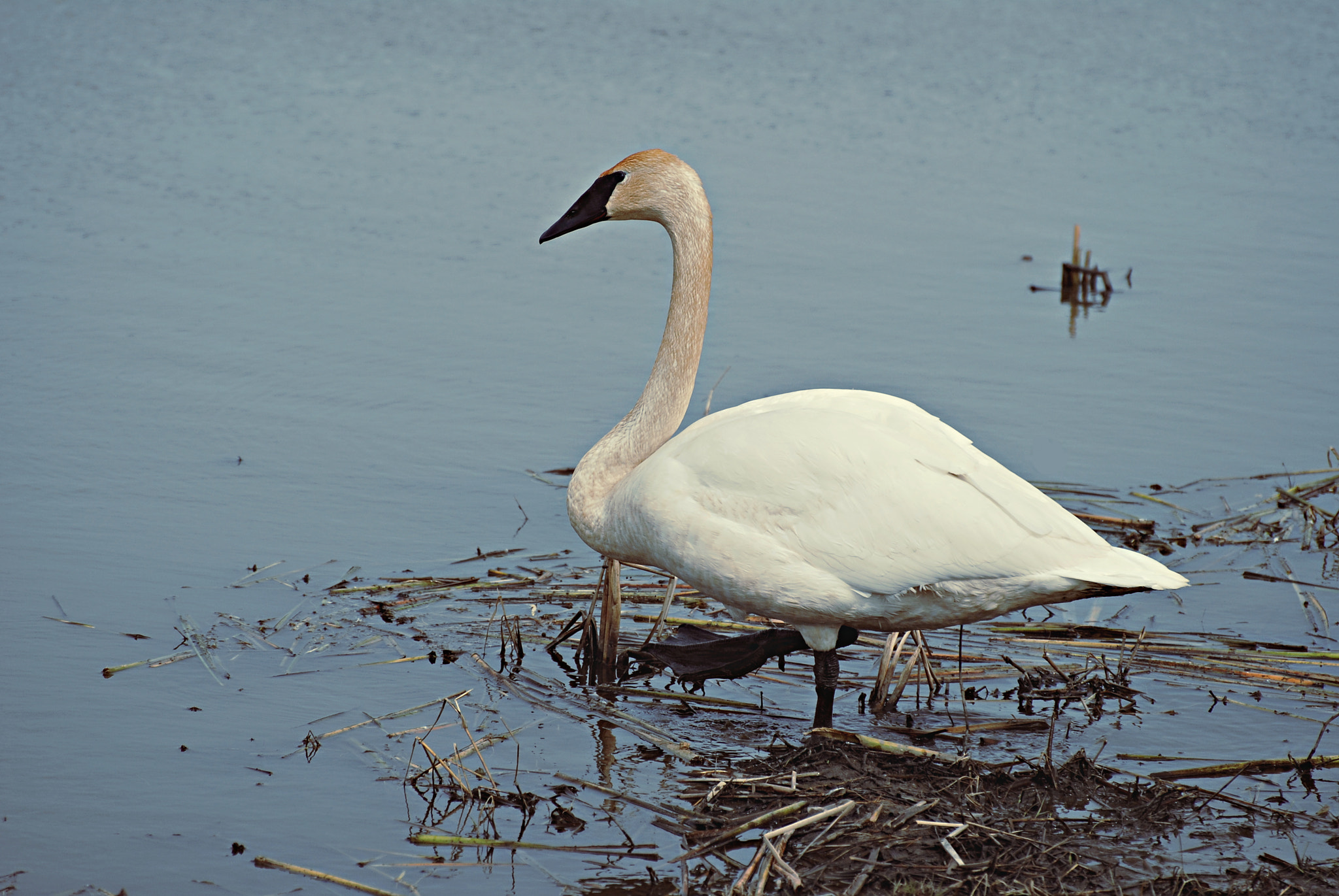 Nikon D80 sample photo. Swan stepping into water photography