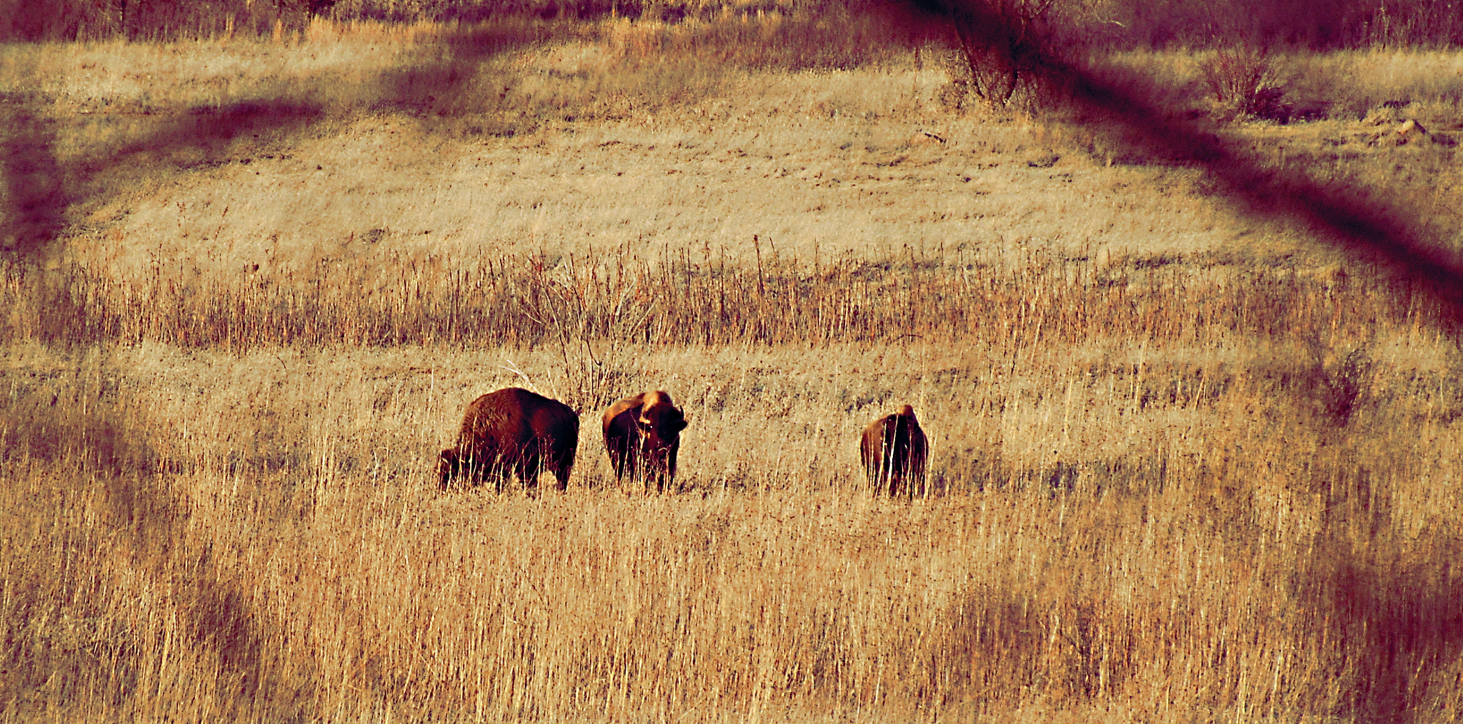 Nikon D80 sample photo. Three buffalo on grass photography