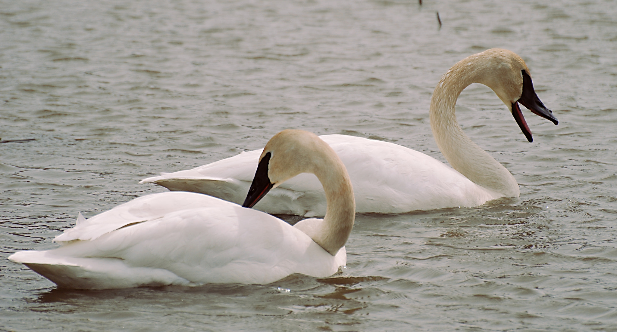 Nikon D80 sample photo. Swans on a windy day photography