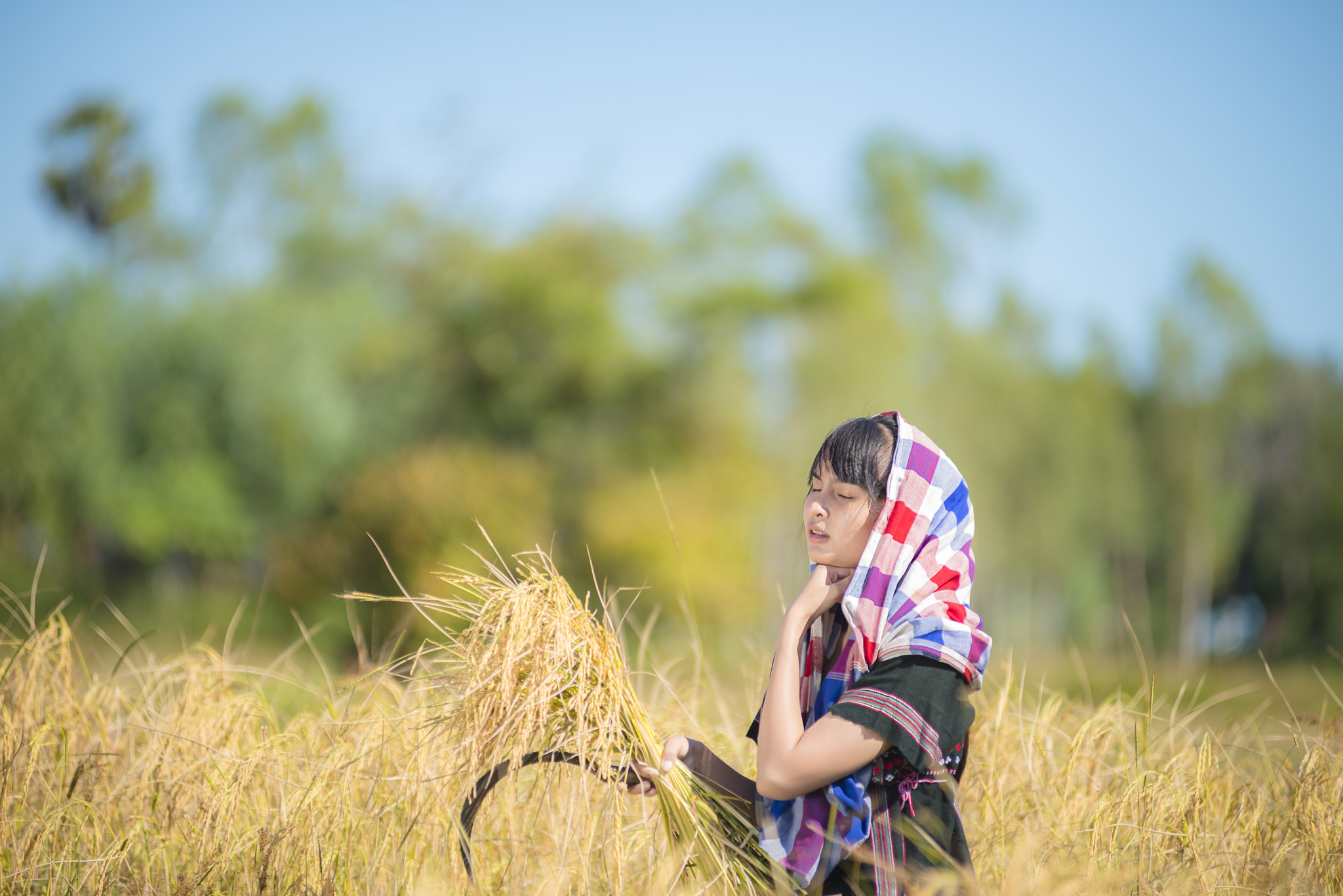 Nikon D800E + Nikon AF-Nikkor 80-200mm F2.8D ED sample photo. Women of thailand are harvesting rice. photography