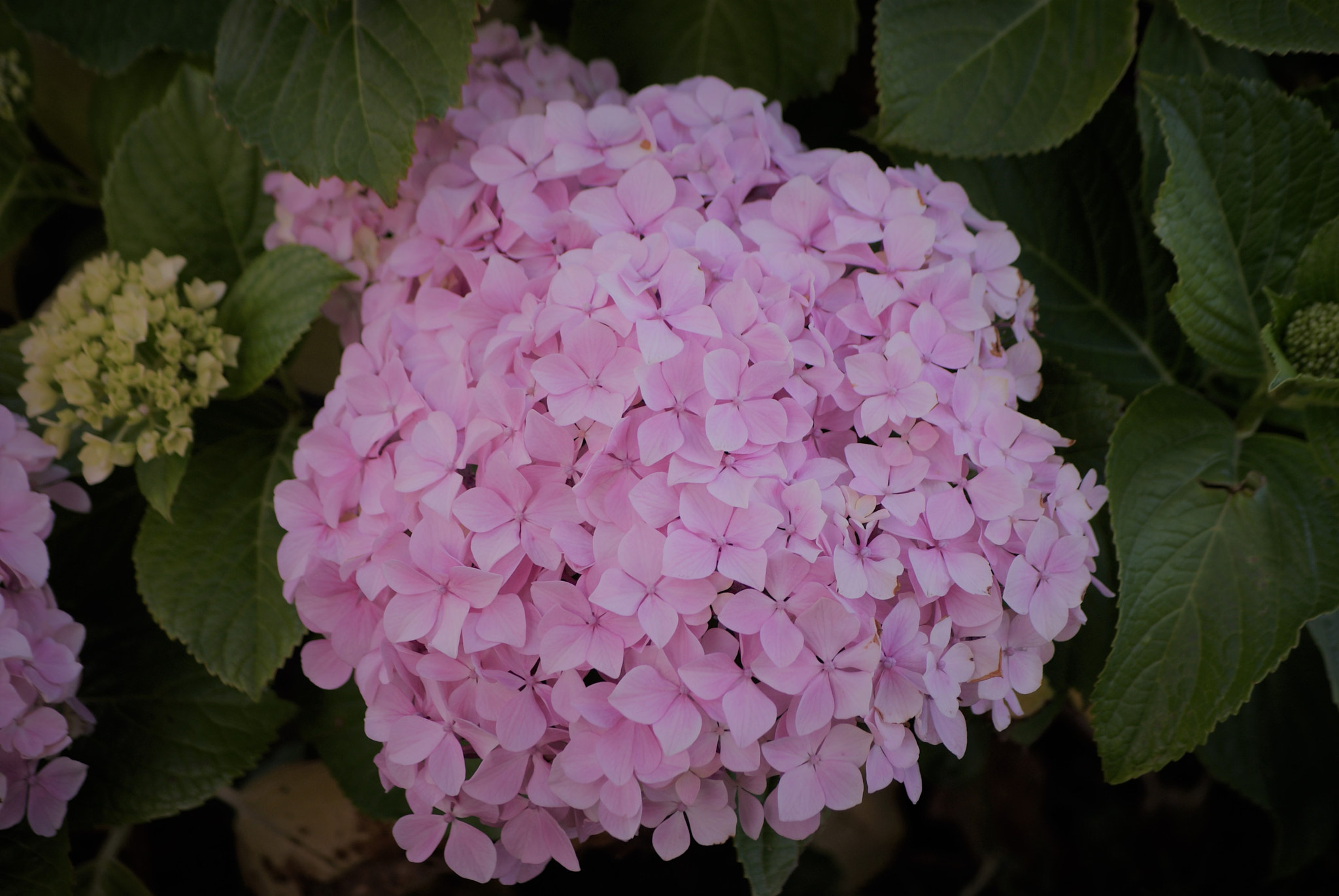 Sony Alpha DSLR-A300 + Sony DT 55-200mm F4-5.6 SAM sample photo. Hydrangea 1 photography