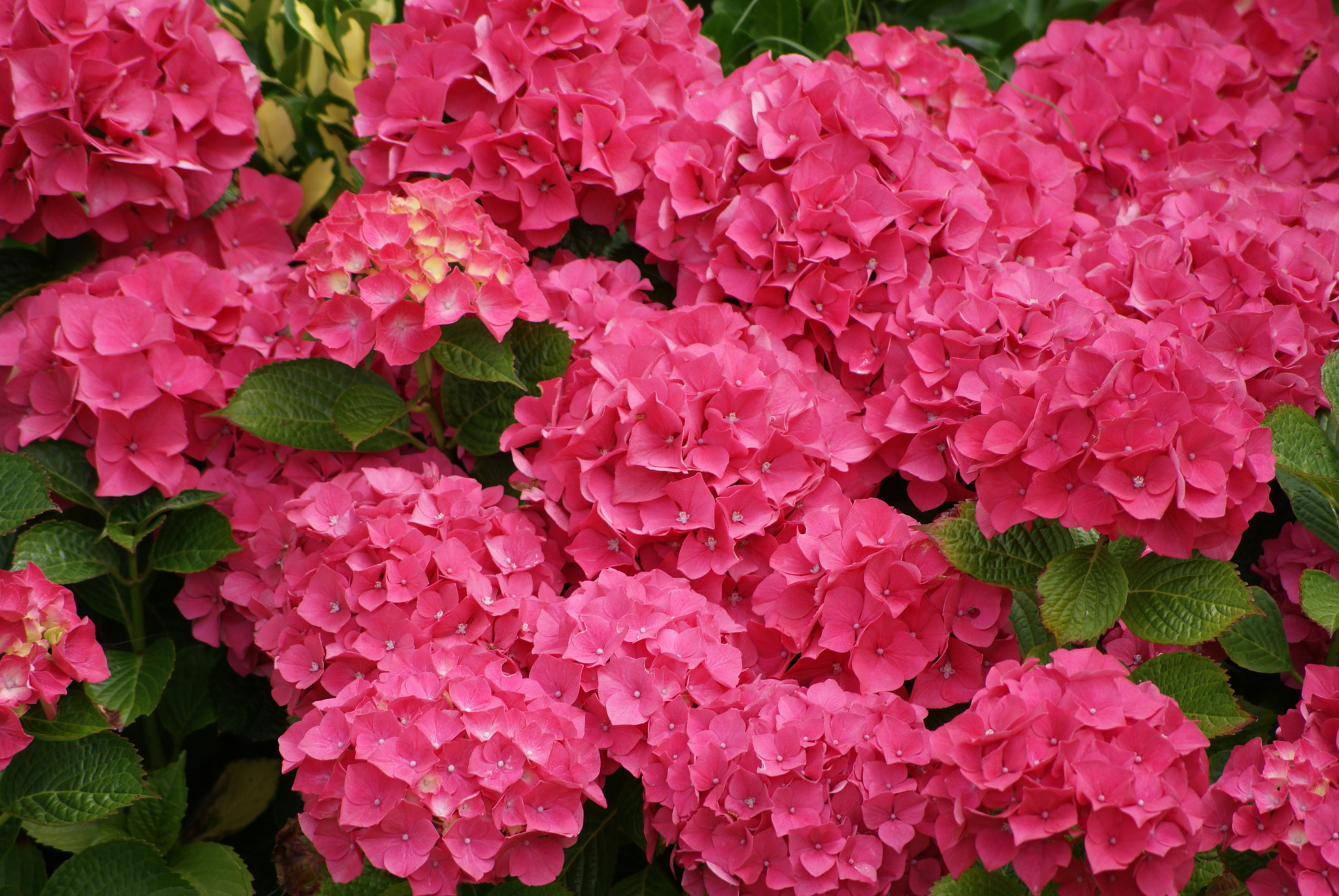 Sony Alpha DSLR-A300 sample photo. Hydrangea 3 photography