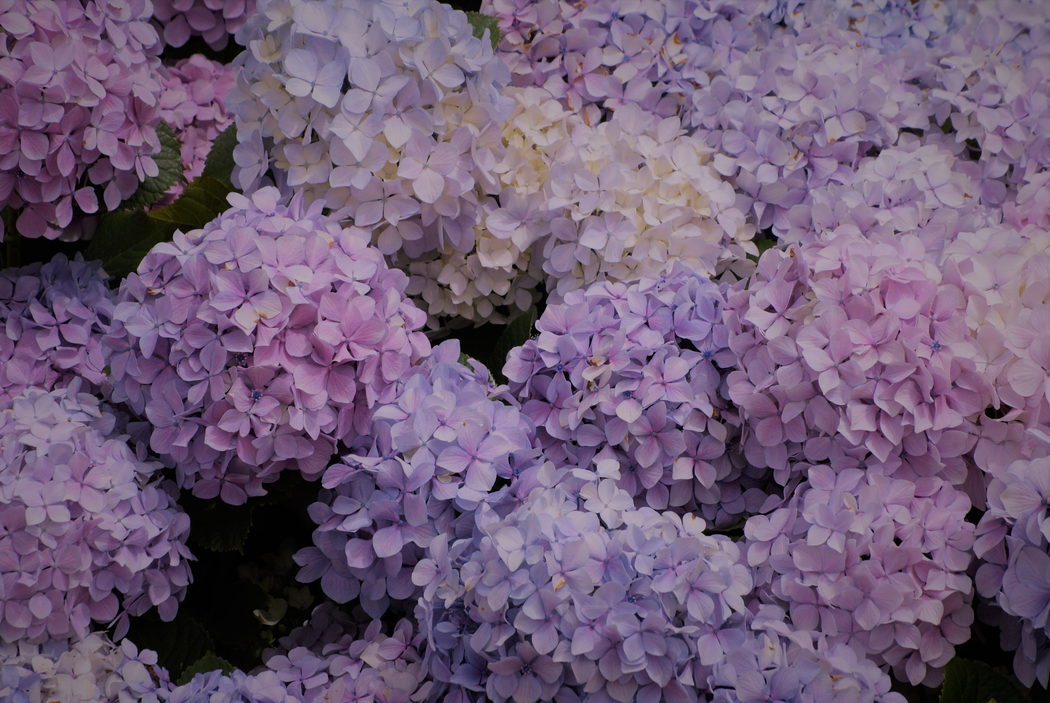 Sony Alpha DSLR-A300 + Sony DT 55-200mm F4-5.6 SAM sample photo. Hydrangea 4 photography