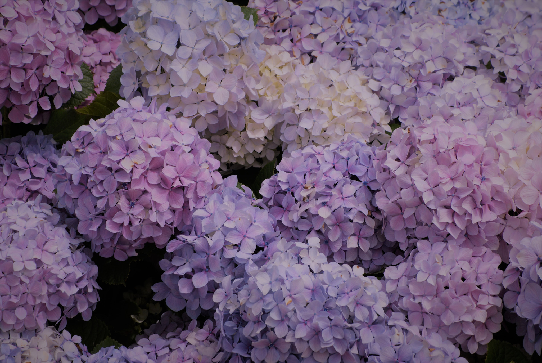 Sony Alpha DSLR-A300 sample photo. Hydrangea 4 photography