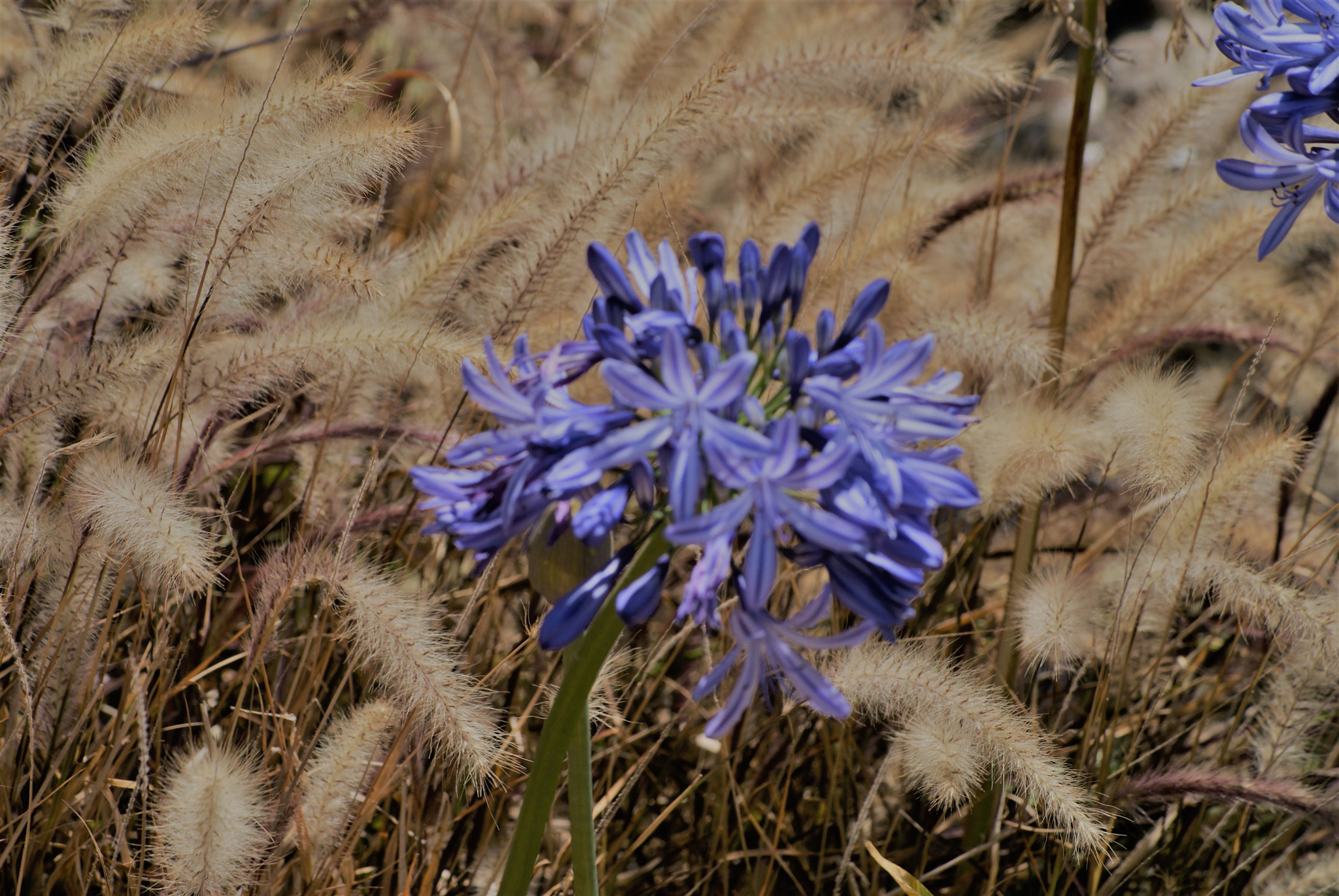 Sony Alpha DSLR-A300 + Sony DT 55-200mm F4-5.6 SAM sample photo. Escorted photography