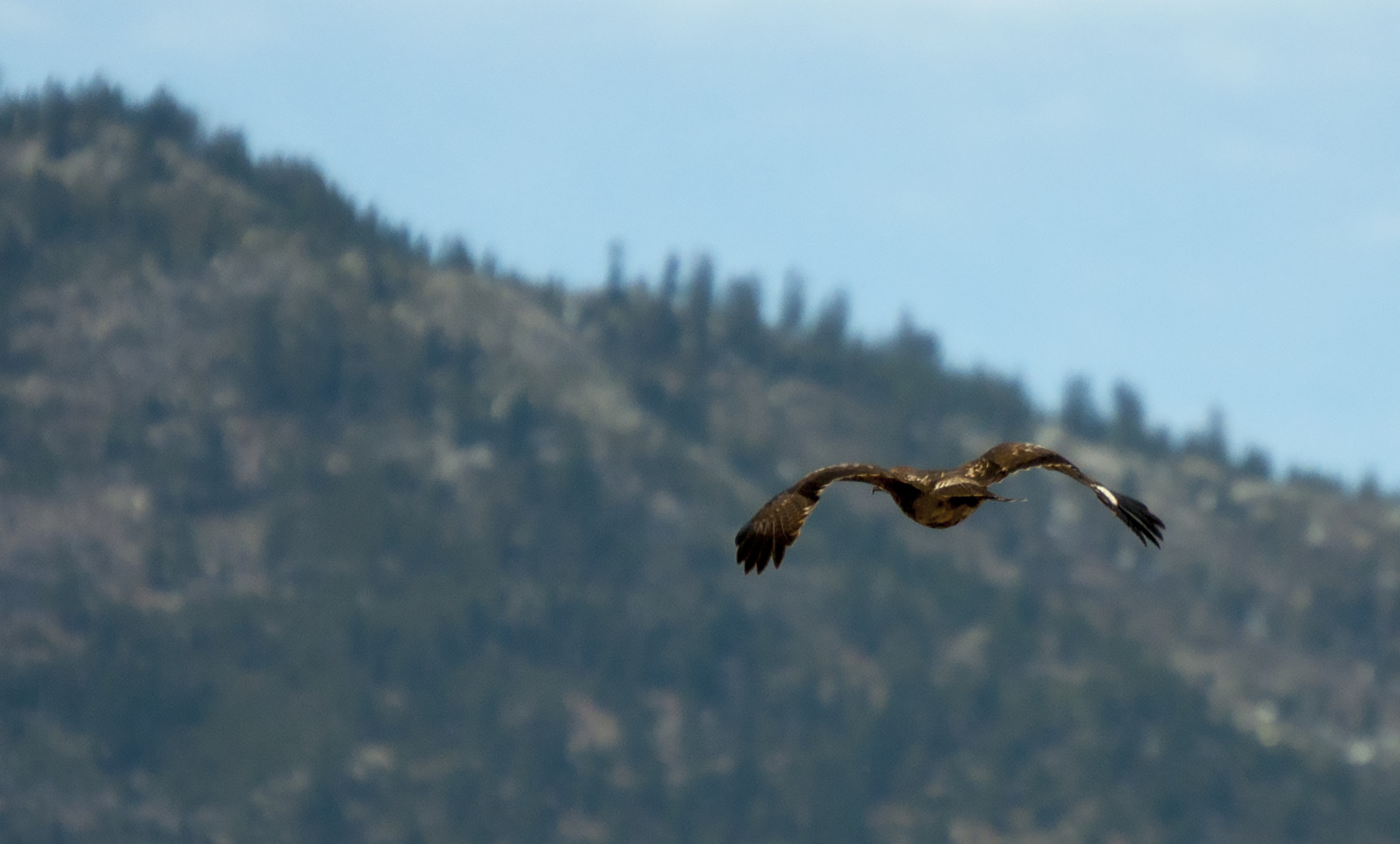 Nikon D5000 sample photo. Hunting photography