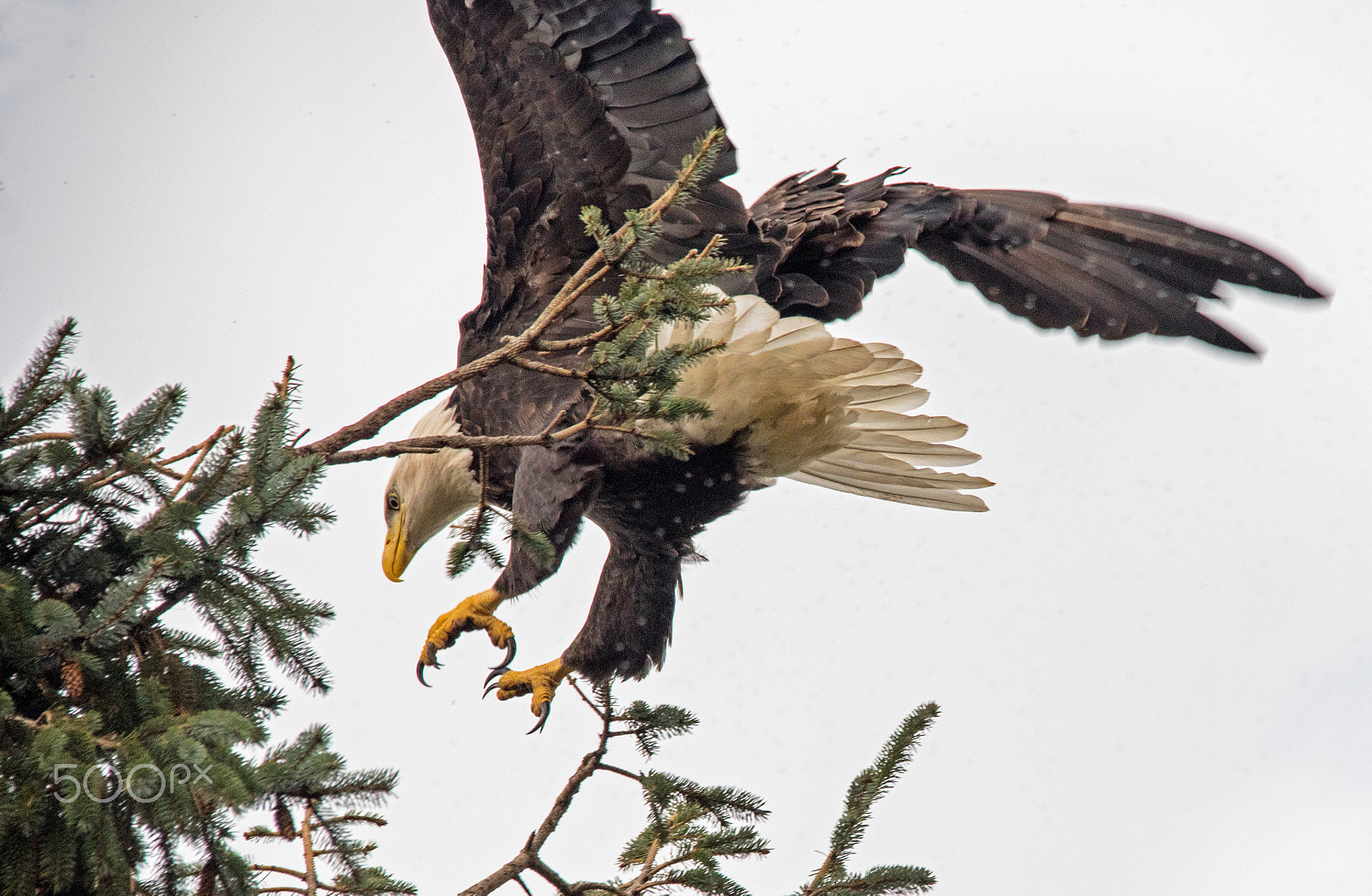 Sigma 150-500mm F5-6.3 DG OS HSM sample photo. Landing photography