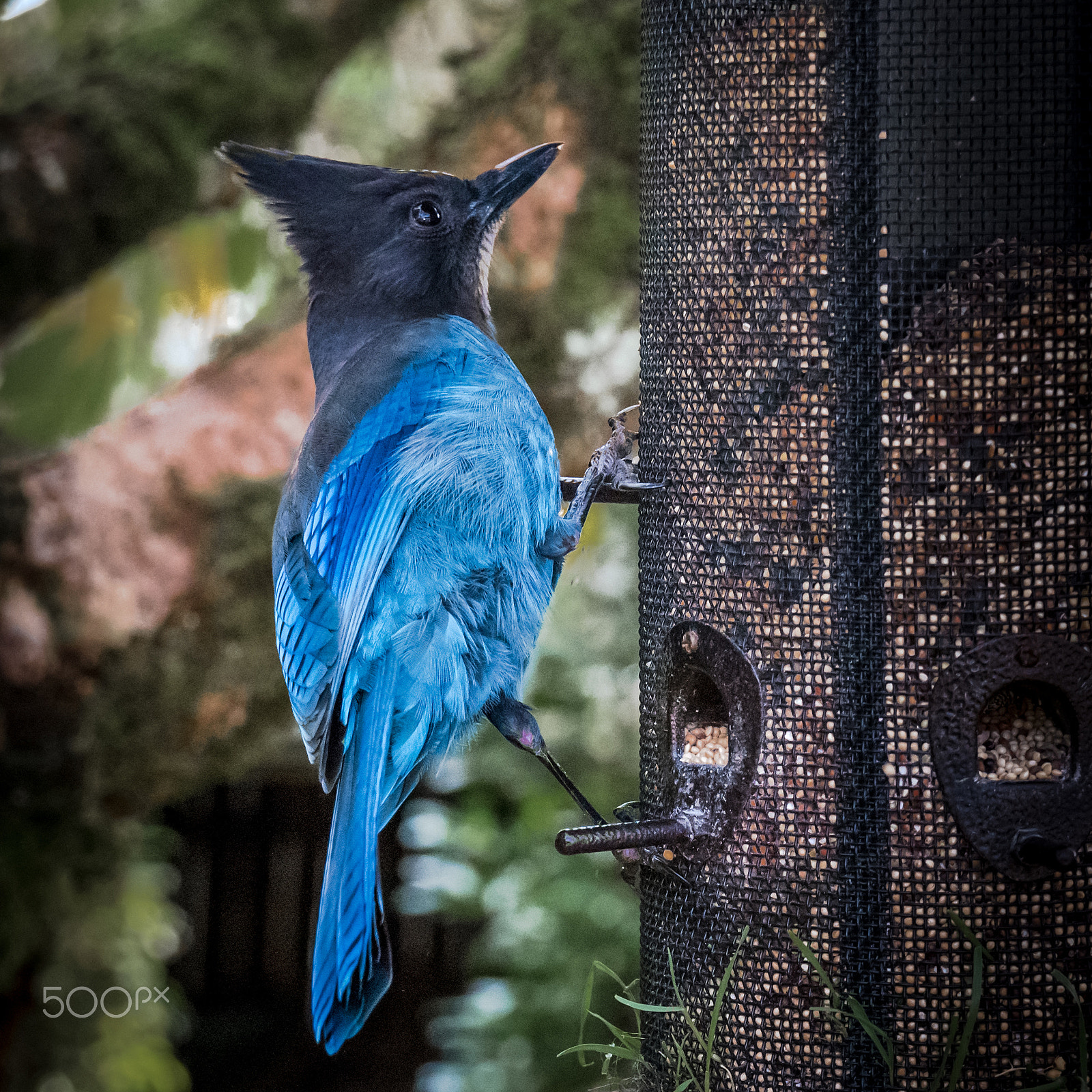 Nikon D5500 + Tamron SP AF 17-50mm F2.8 XR Di II VC LD Aspherical (IF) sample photo. Stellers jay photography