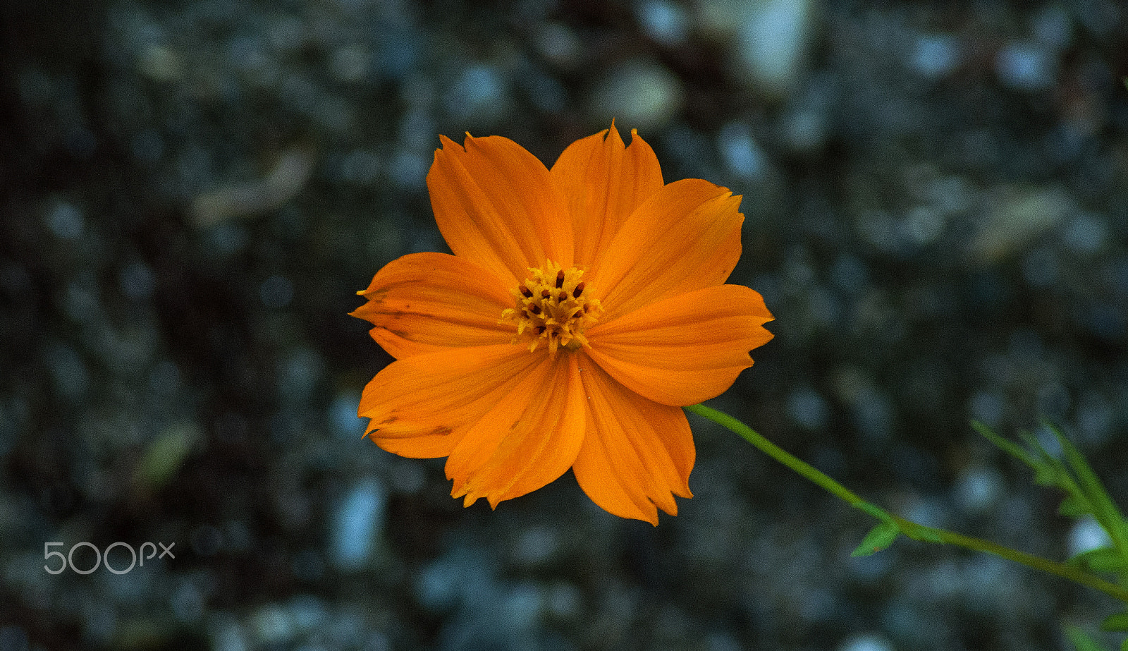 Nikon D90 sample photo. Orange cosmos photography