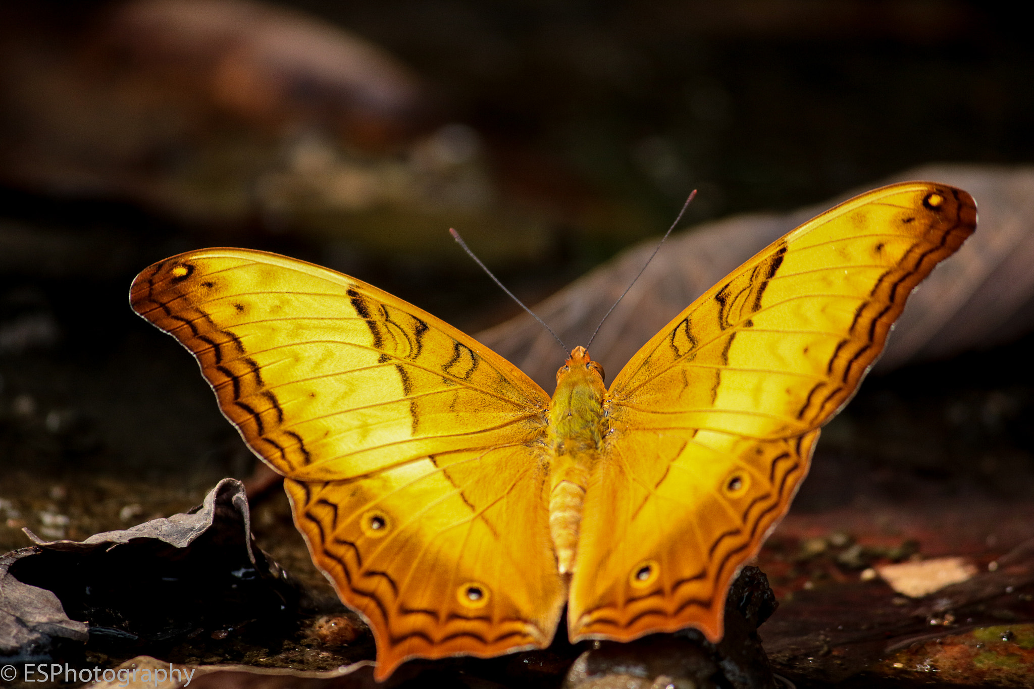 Canon EF-S 55-250mm F4-5.6 IS II sample photo. Butterfly2 photography