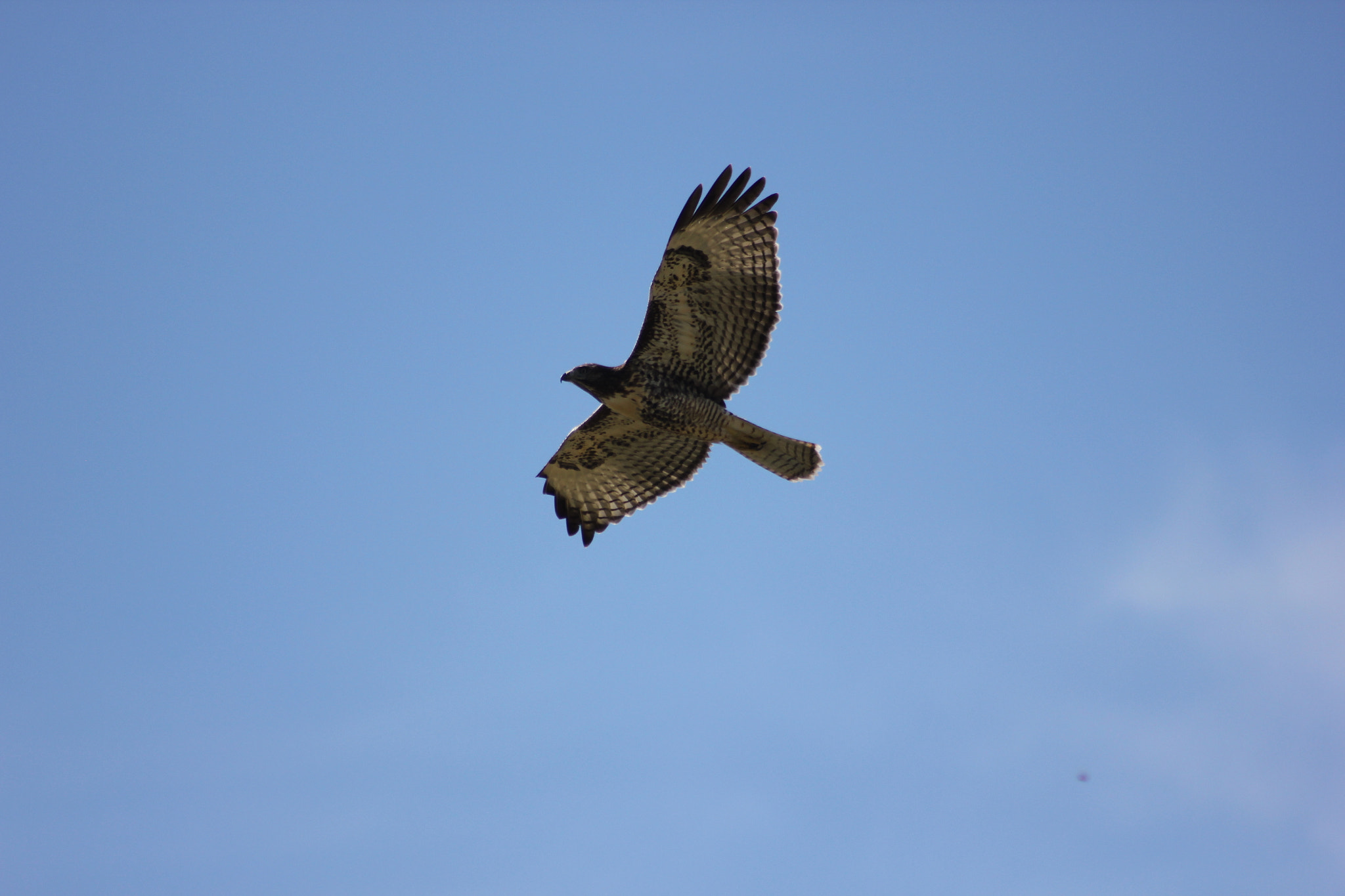 Canon EOS 550D (EOS Rebel T2i / EOS Kiss X4) + EF75-300mm f/4-5.6 sample photo. Flying hawk photography