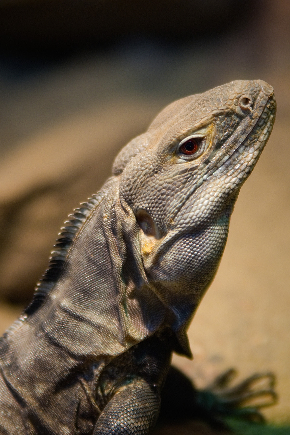 Nikon D7200 + Sigma 70-200mm F2.8 EX DG OS HSM sample photo. Black iguana photography