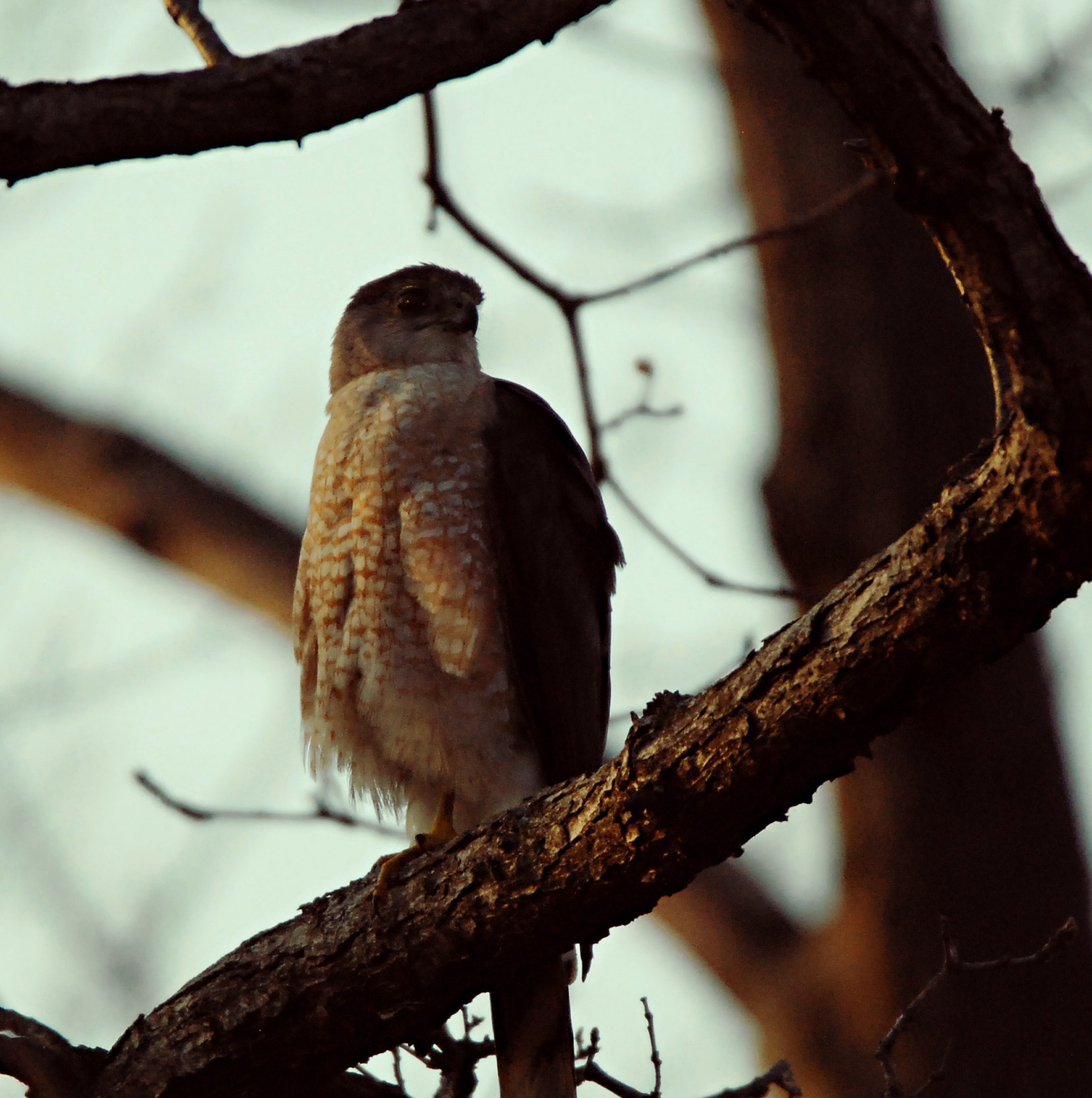Nikon D80 sample photo. Cooper's hawk in sidelight photography