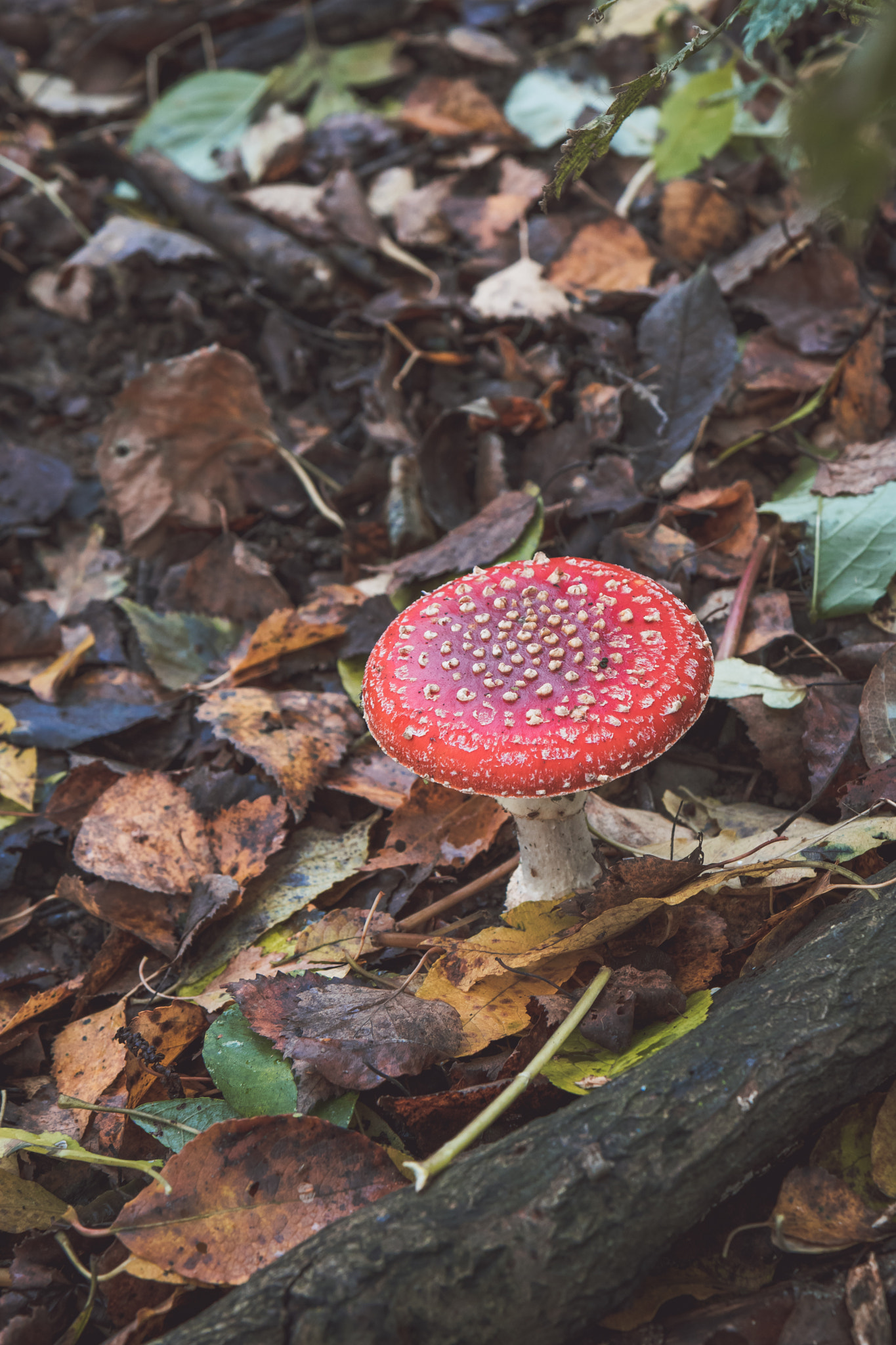 Canon EOS 750D (EOS Rebel T6i / EOS Kiss X8i) sample photo. Spot the colour photography