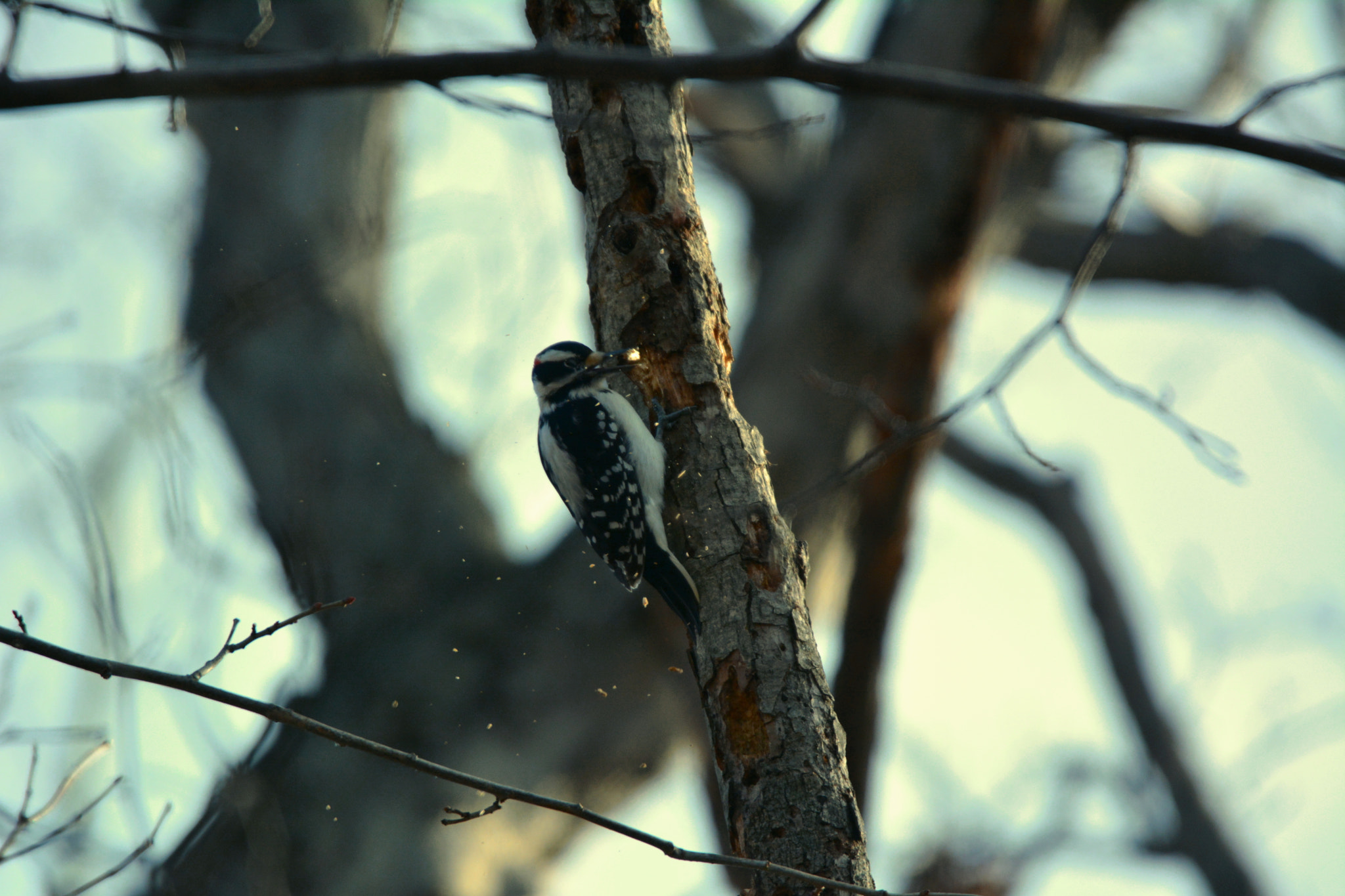 Nikon D5200 + Tamron SP 150-600mm F5-6.3 Di VC USD sample photo. Woodpecker with chips flying photography