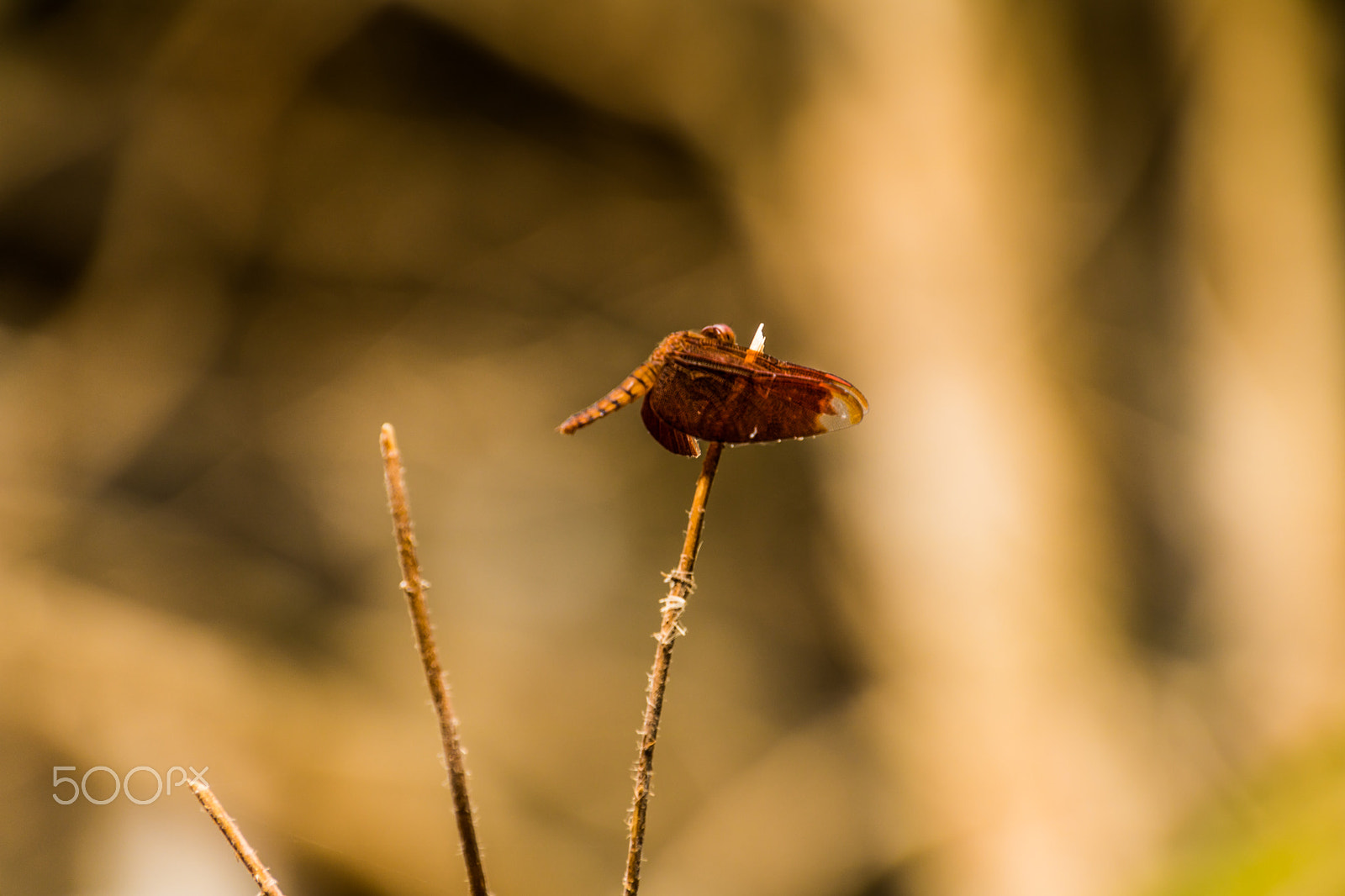 Canon EOS 750D (EOS Rebel T6i / EOS Kiss X8i) sample photo. Cambodia nature photography