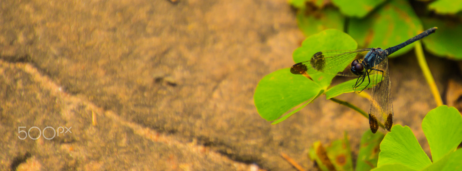 Canon EOS 750D (EOS Rebel T6i / EOS Kiss X8i) sample photo. Cambodia nature photography