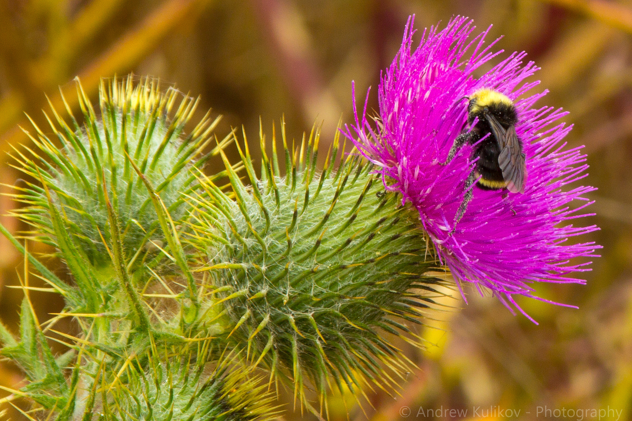 Canon EF 200mm F2.8L II USM sample photo. Cactus flower photography