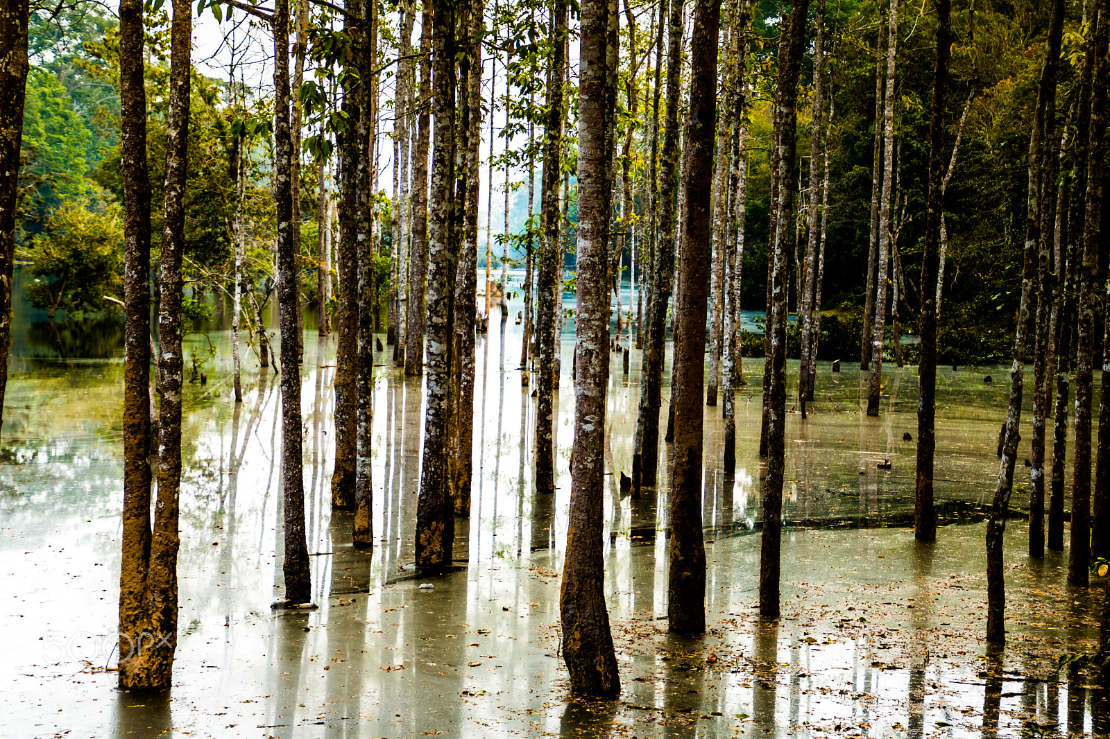 Canon EOS 750D (EOS Rebel T6i / EOS Kiss X8i) sample photo. Cambodia nature photography