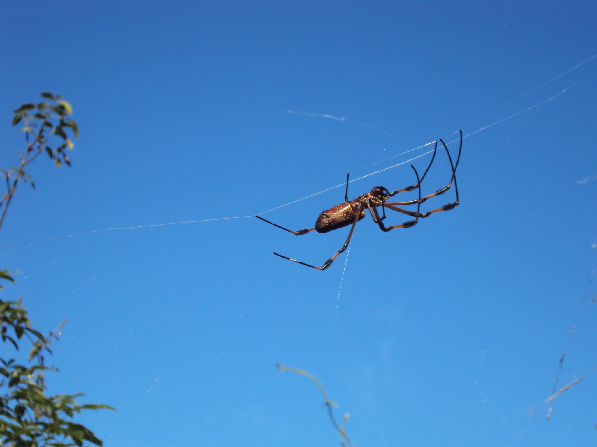 Sony DSC-W180 sample photo. Araña en su casa. photography